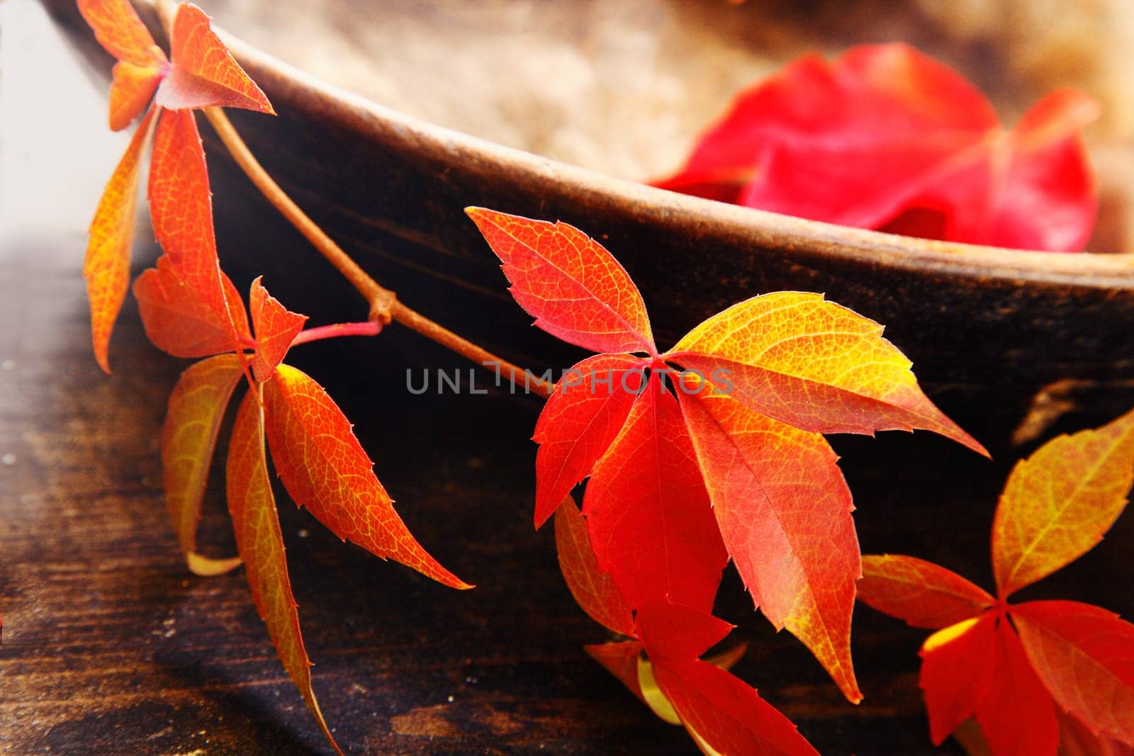 Beautiful red and yellow virginia creeper leaves trailing over a rustic pottery bowl symbolising the changing colours of autumn