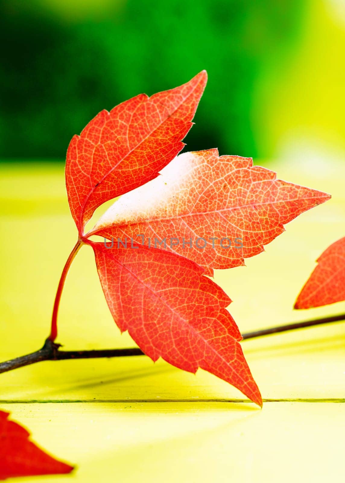 Closeup pf vivid red autumn or fall leaves from the virginia creeper symbolising the changing seasons