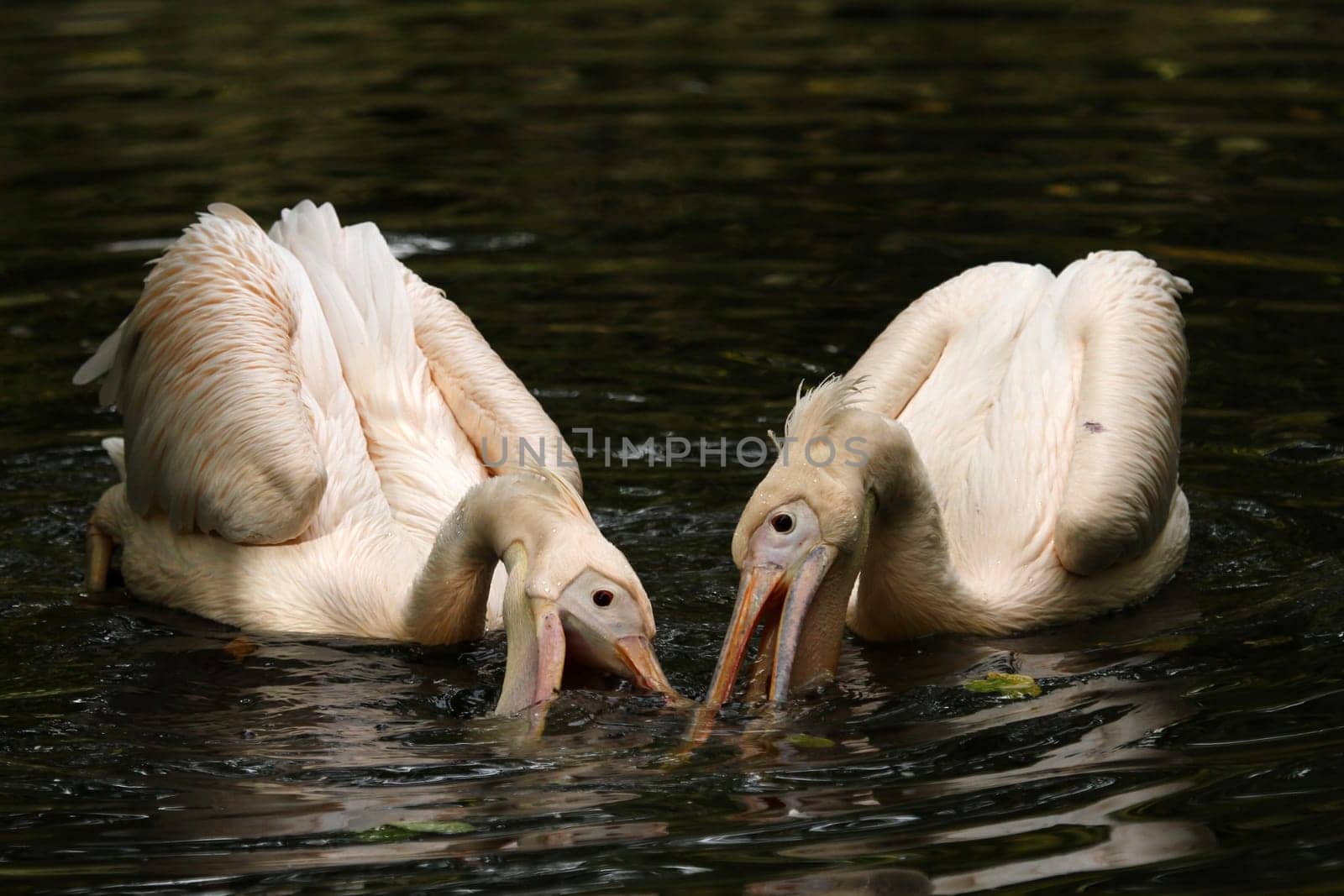 Foraging