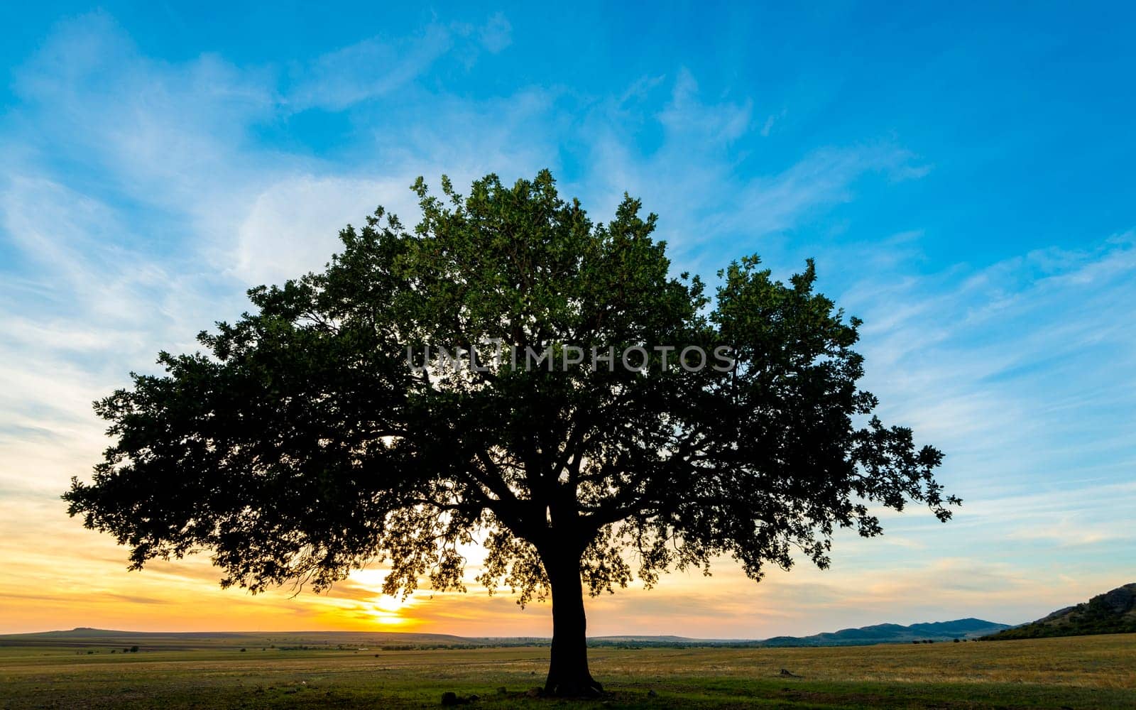 sunset and siluet of tree on field