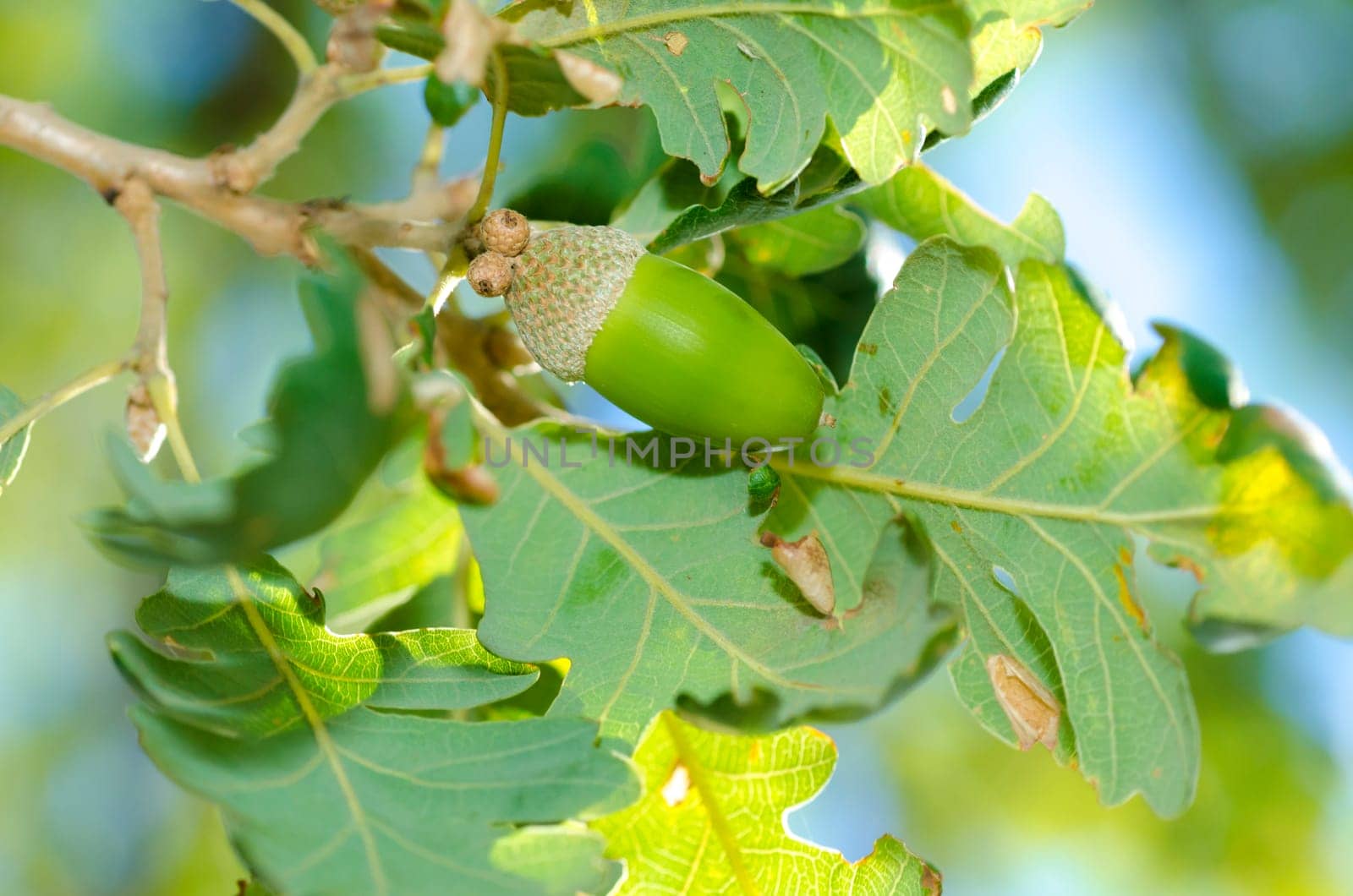close up of acorn and leaves