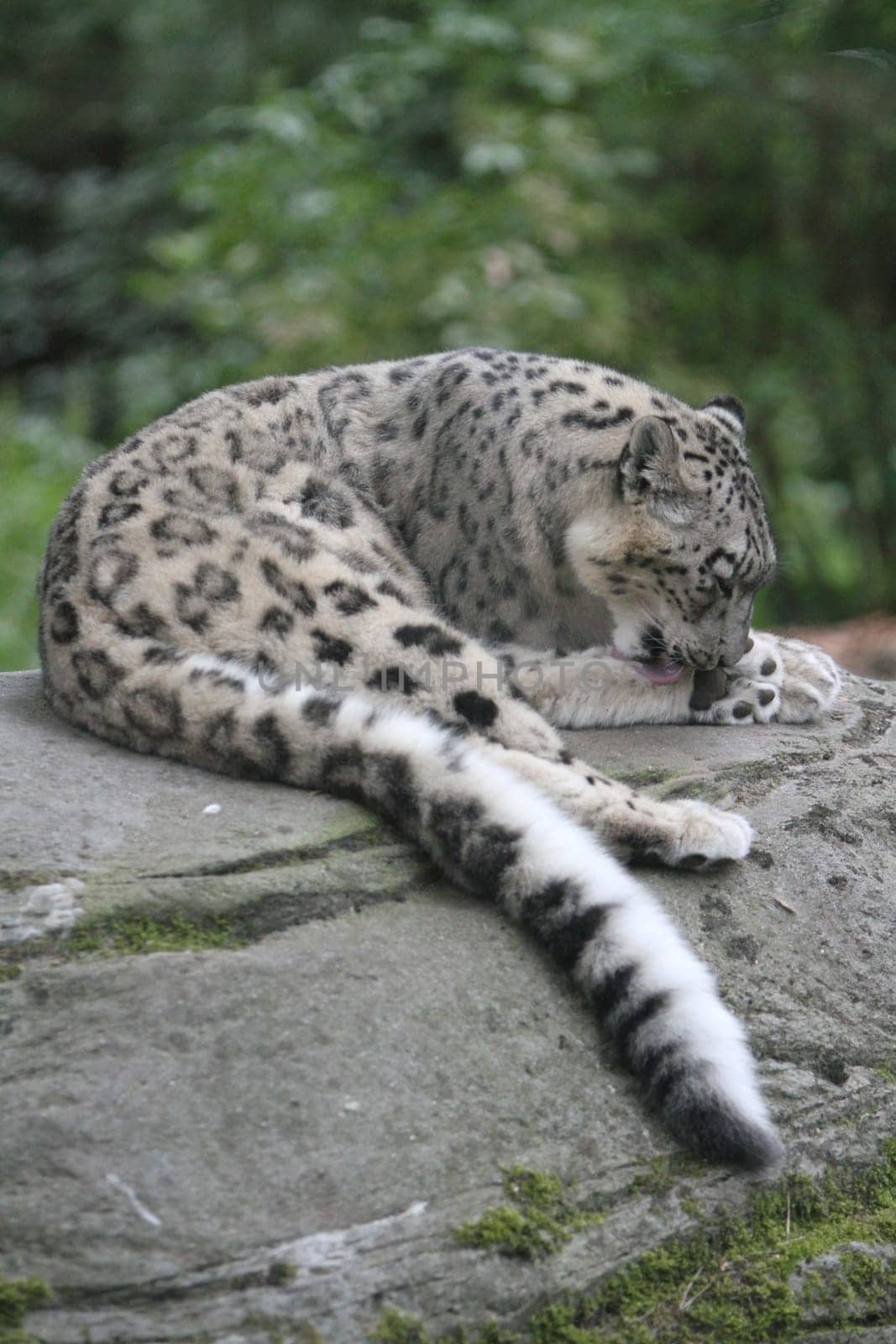 animal