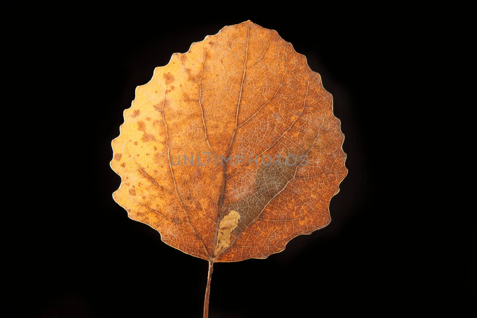 dry fallen autumn leaf with black background