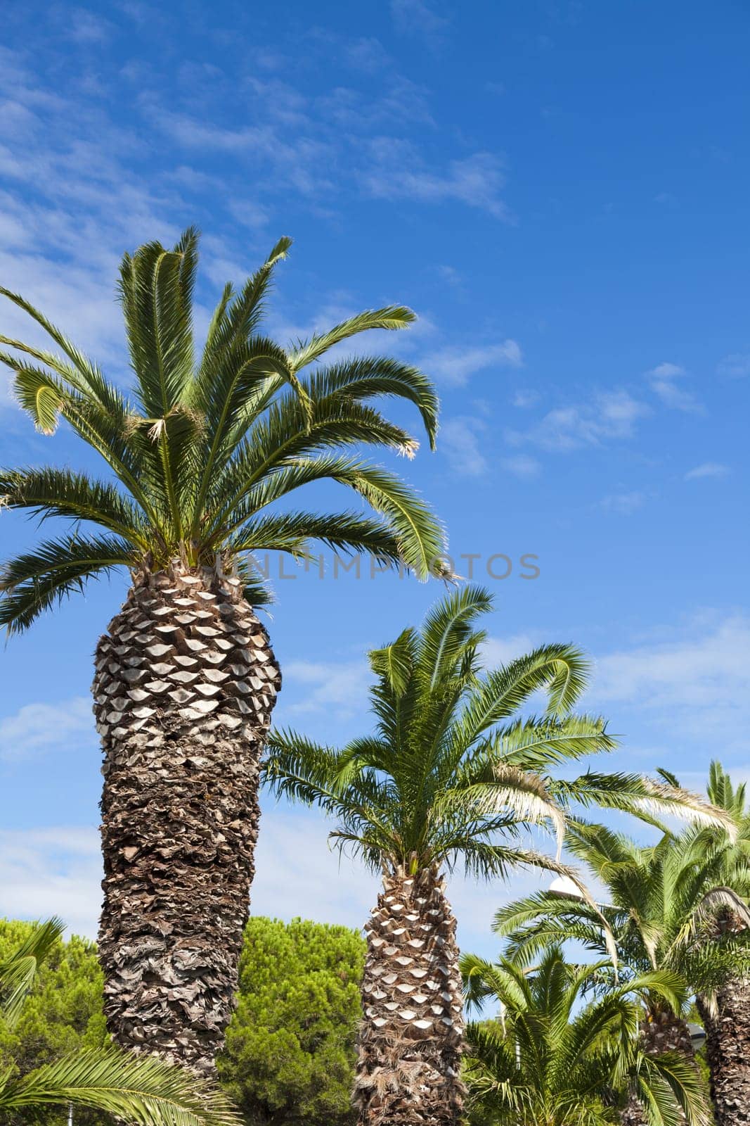 Large palm trees on a road in Gruissan in the south of France