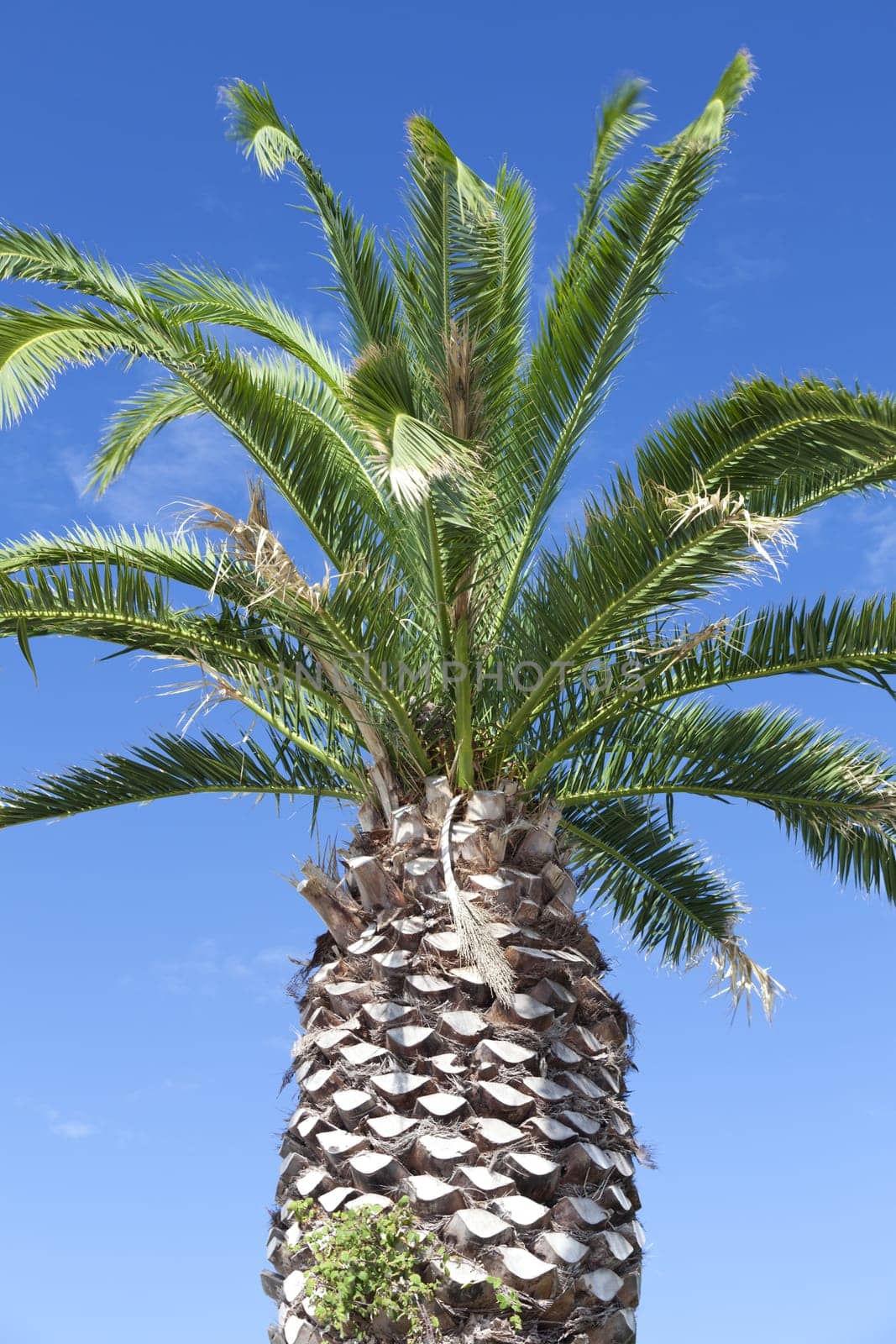 Beautiful large palm tree in front of blue sky in the south of France