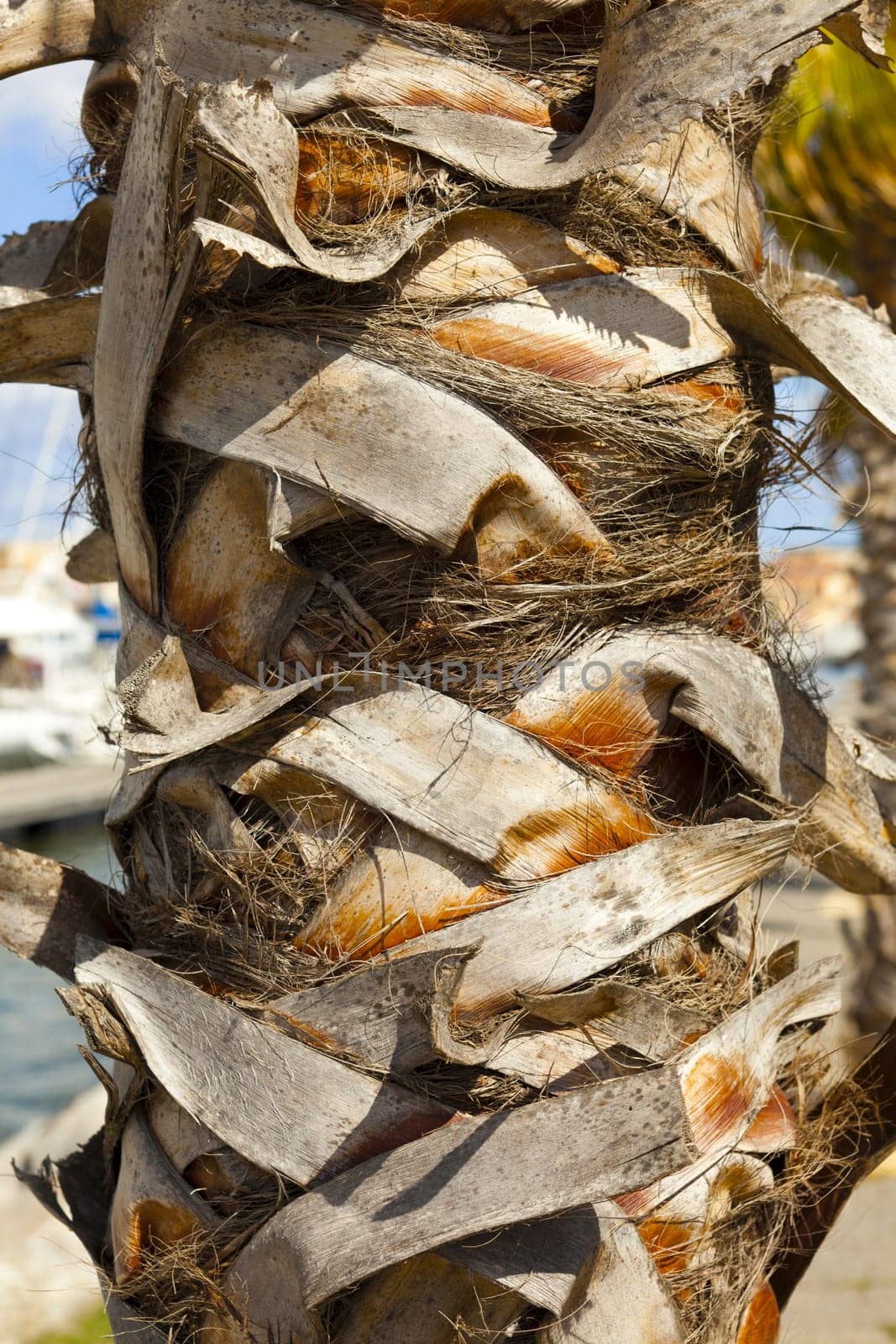 Trunk of a palm tree as a detailed close-up