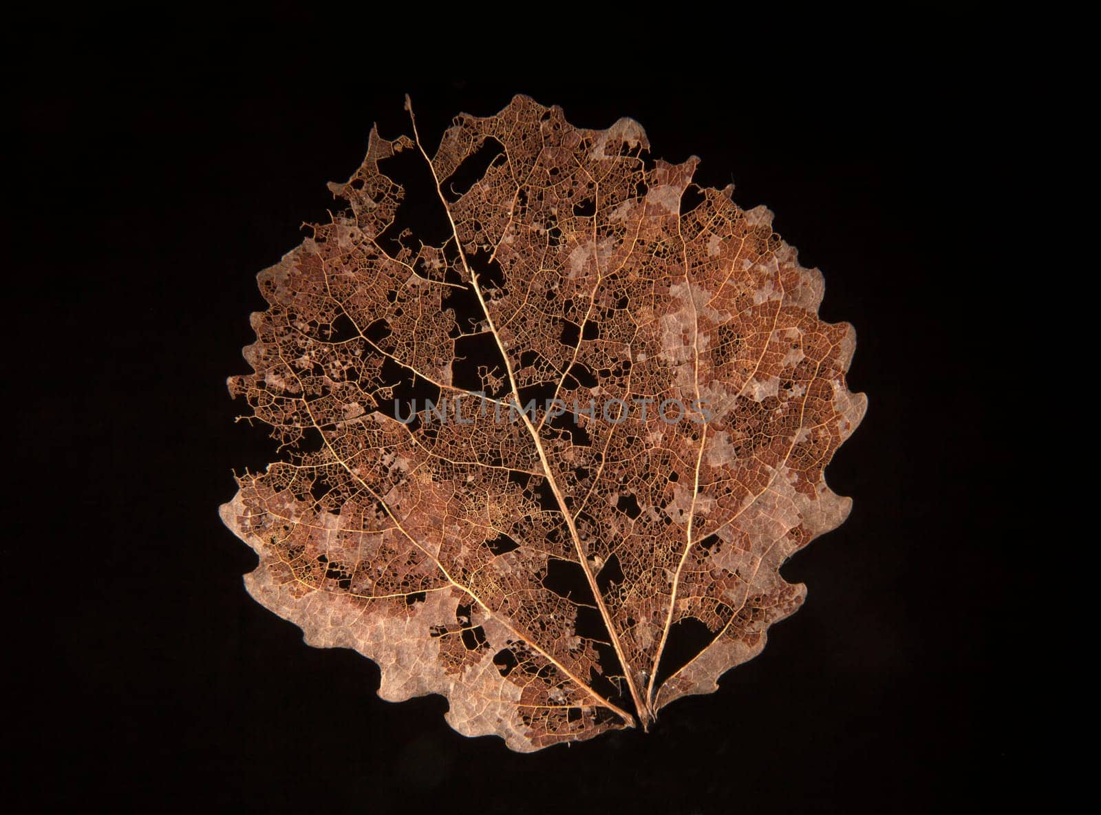 dry fallen autumn leaf with black background