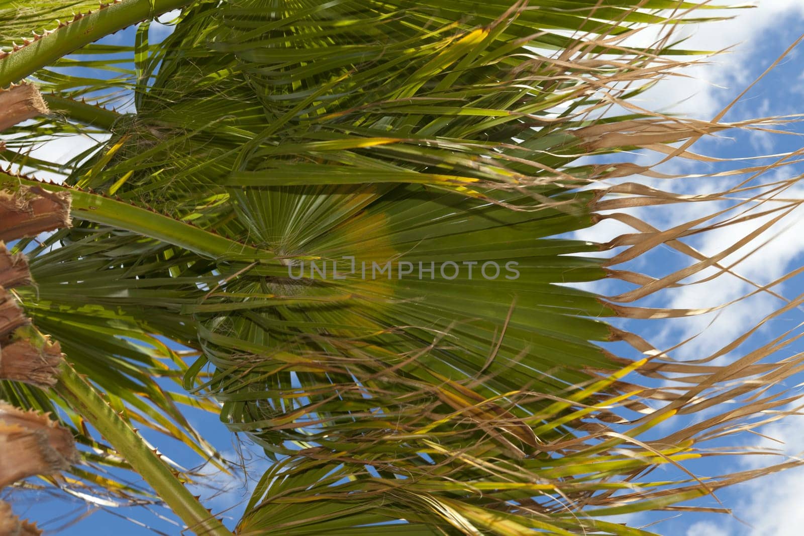 Big palm frond swaying in the wind against blue sky