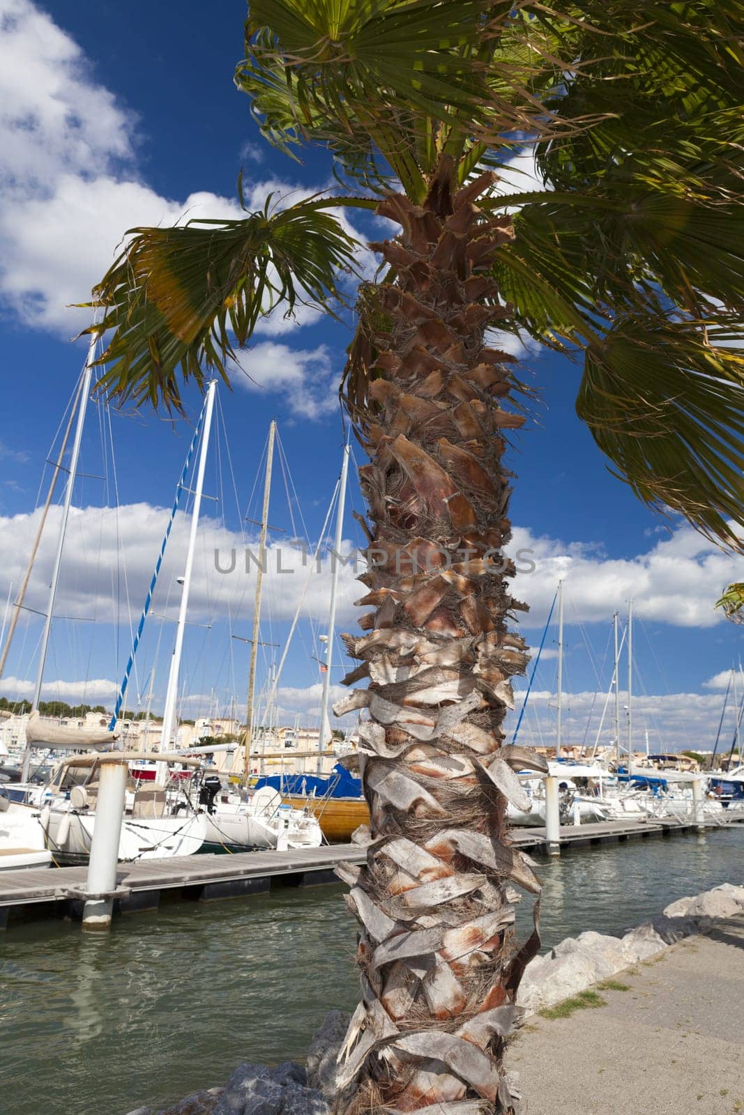 View past a palm tree to the port of Gruissan in the south of France