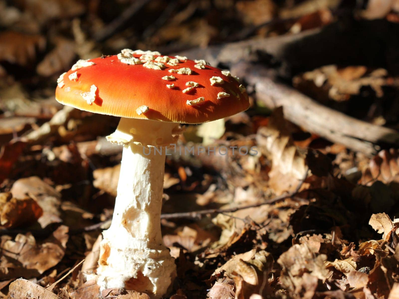 Toadstool in the Reinhardswald