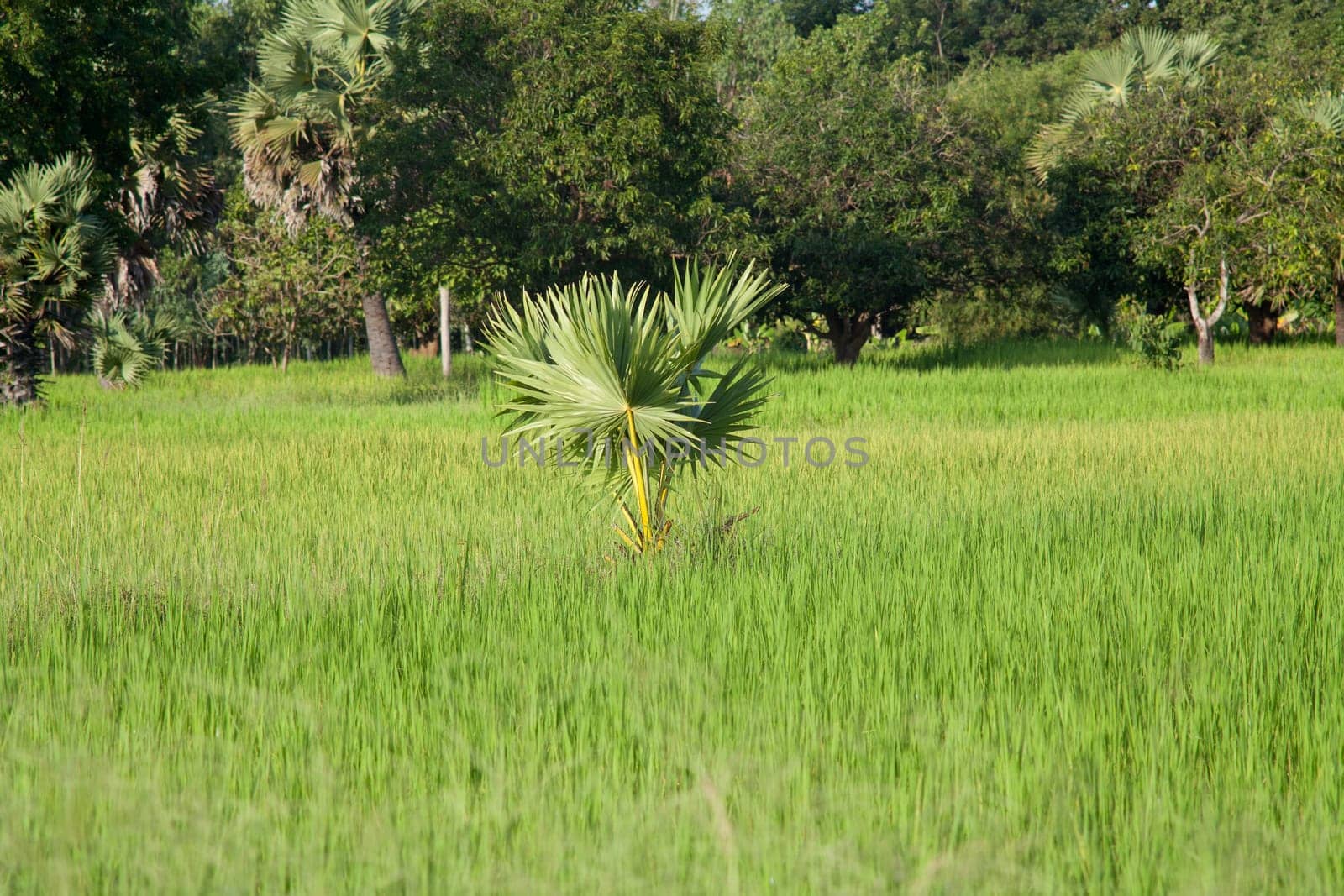 Palm tree in rice field,landscape in Asia