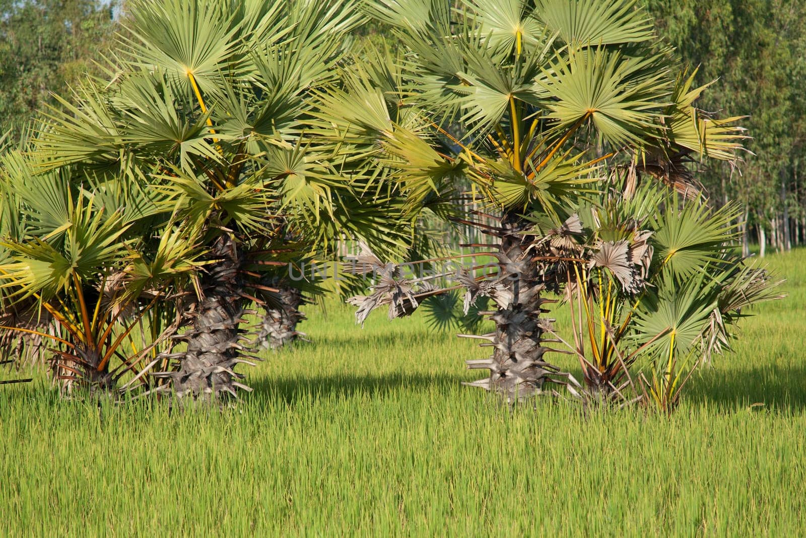 Palm tree in rice field,landscape in Asia