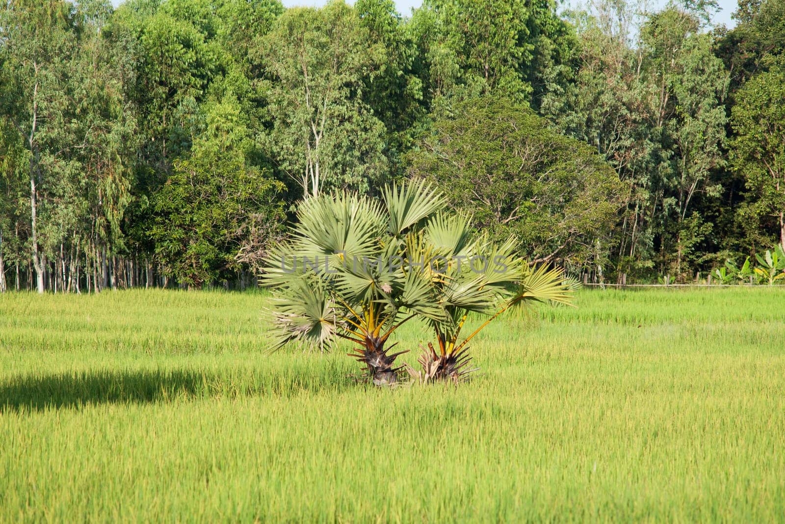 Palm tree in rice field,landscape in Asia