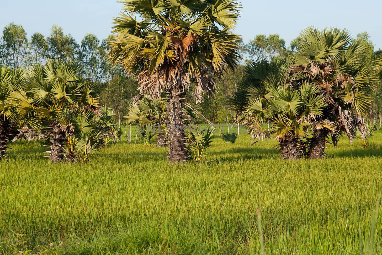 Palm tree in rice field,landscape in Asia