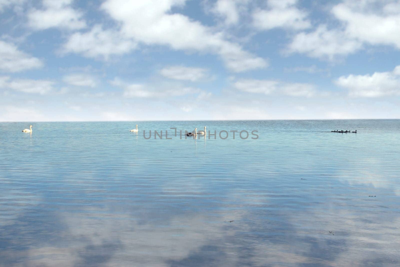 a family of swans gliding peacefuly on the water with a cloudy background and reflection
