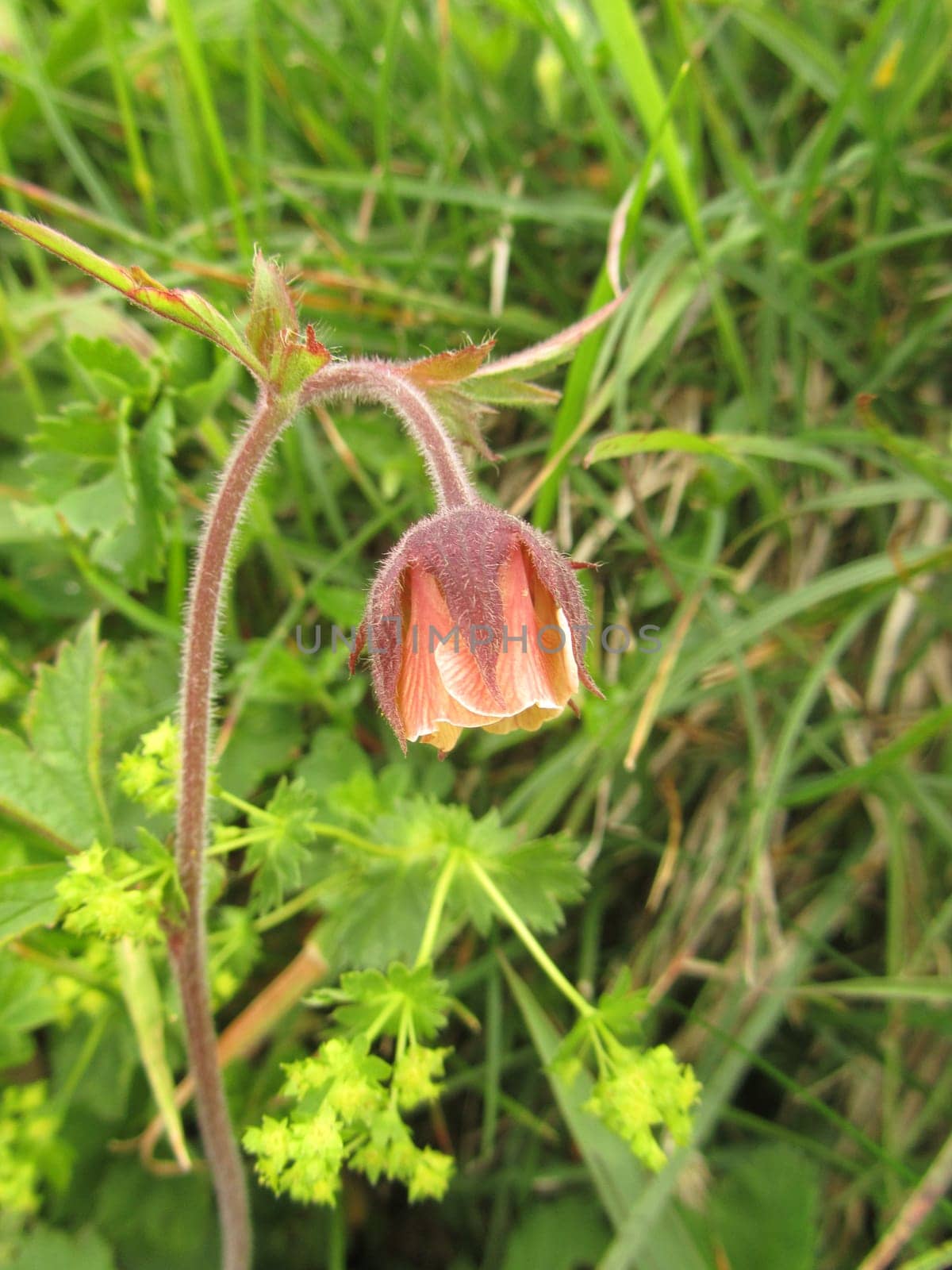 Brook Carnation - Geum rivale