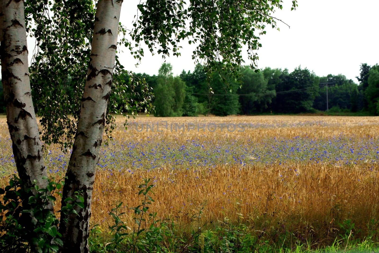 Eine Birke am Wegesrand, dahinter ein Feld mit Kornblumen.