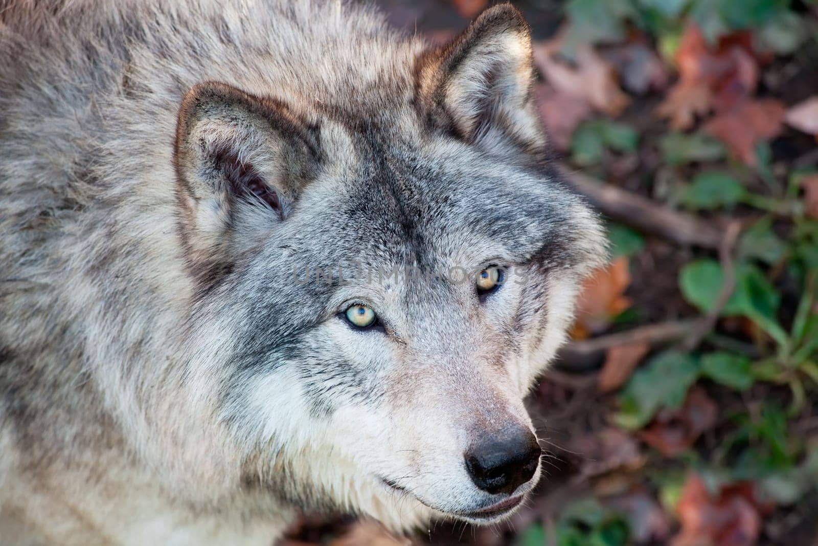 This is a close-up of a gray wolf