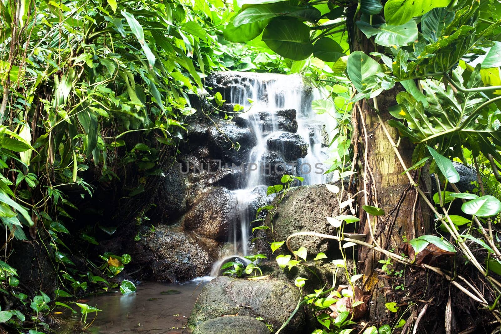 Waterfall in the rainforest,quiet scene with many plants