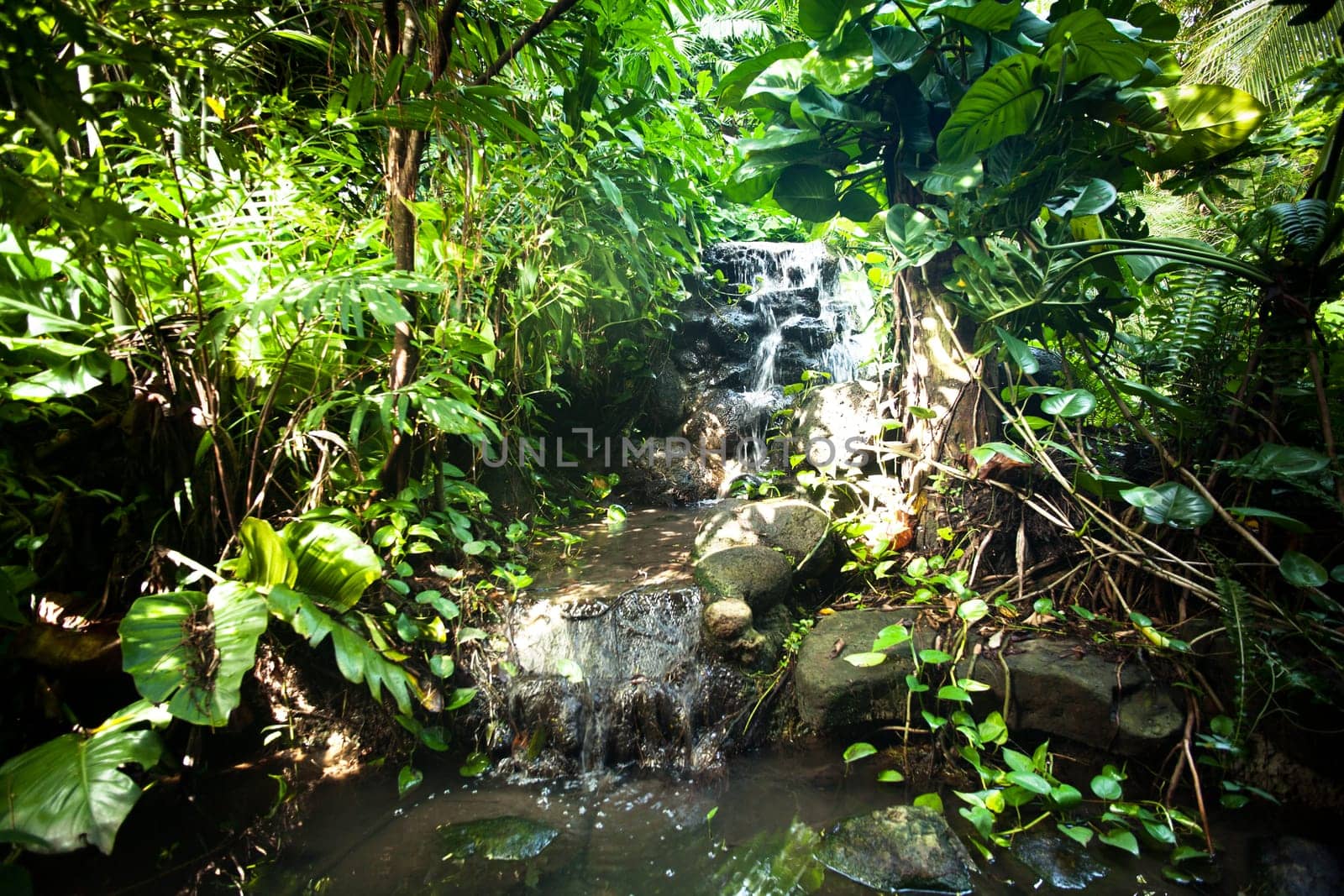 Waterfall in the rainforest,quiet scene with many plants