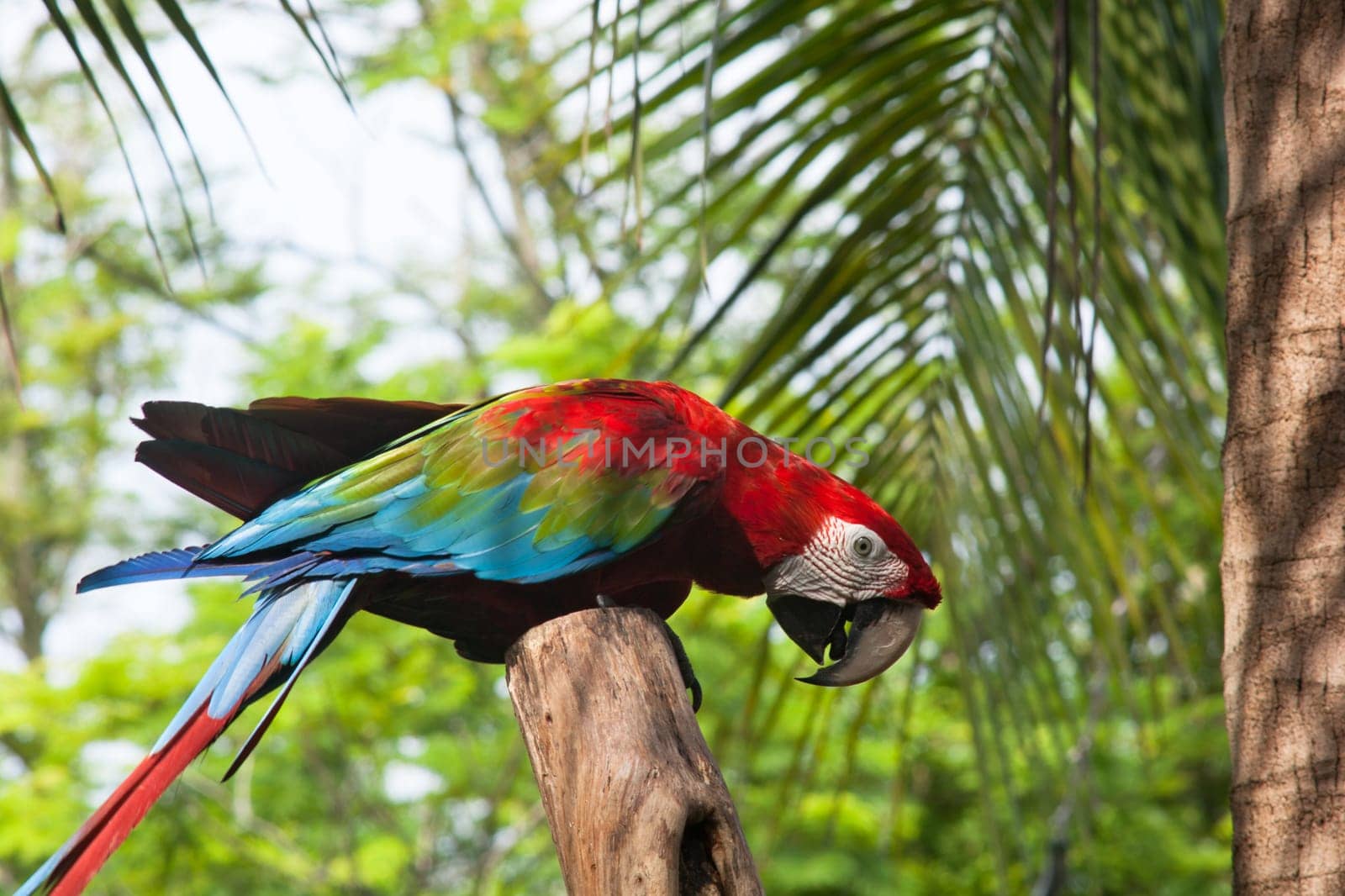 Parrot,exotic bird in tropical environment