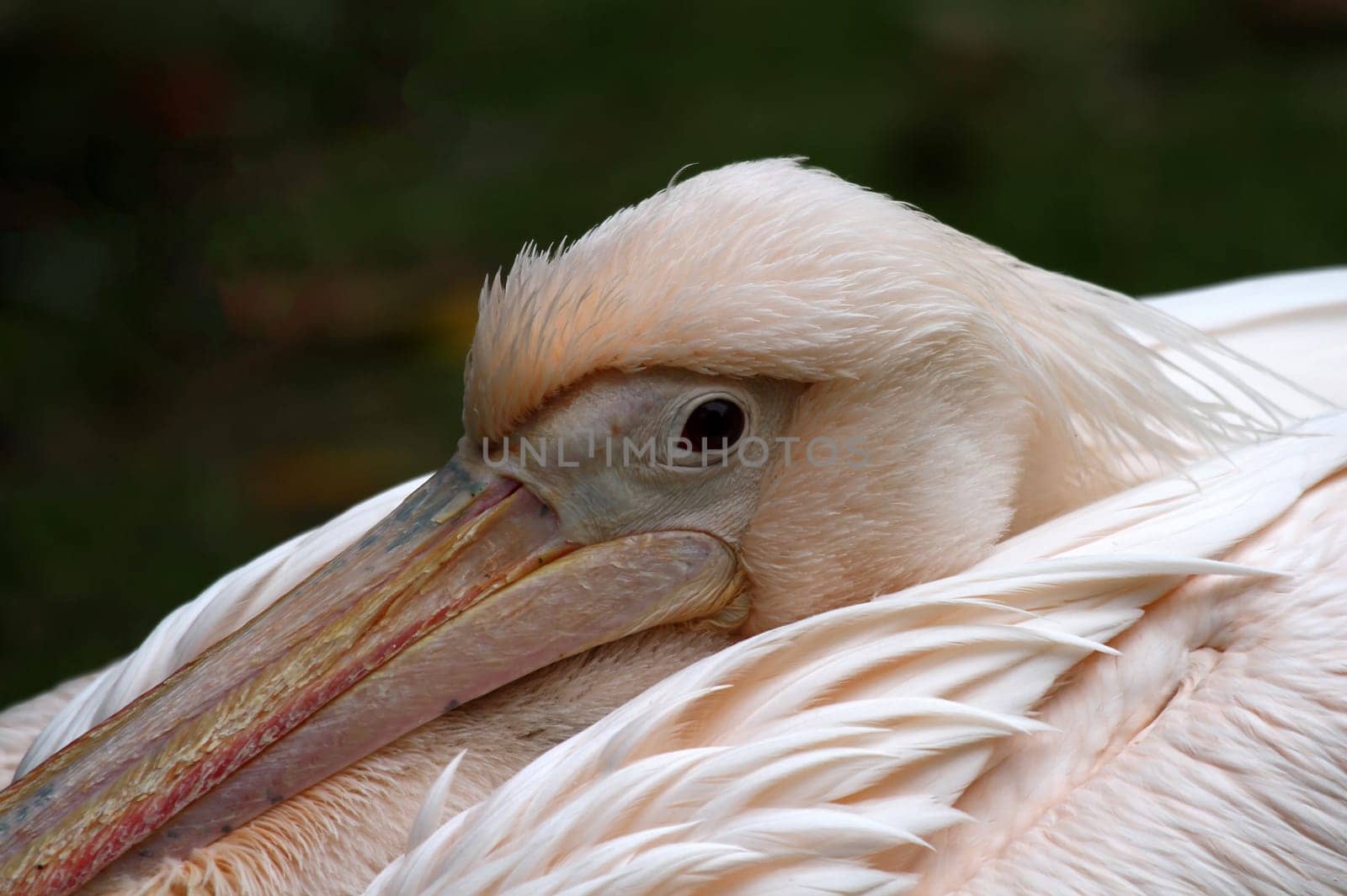 Pelican portrait
