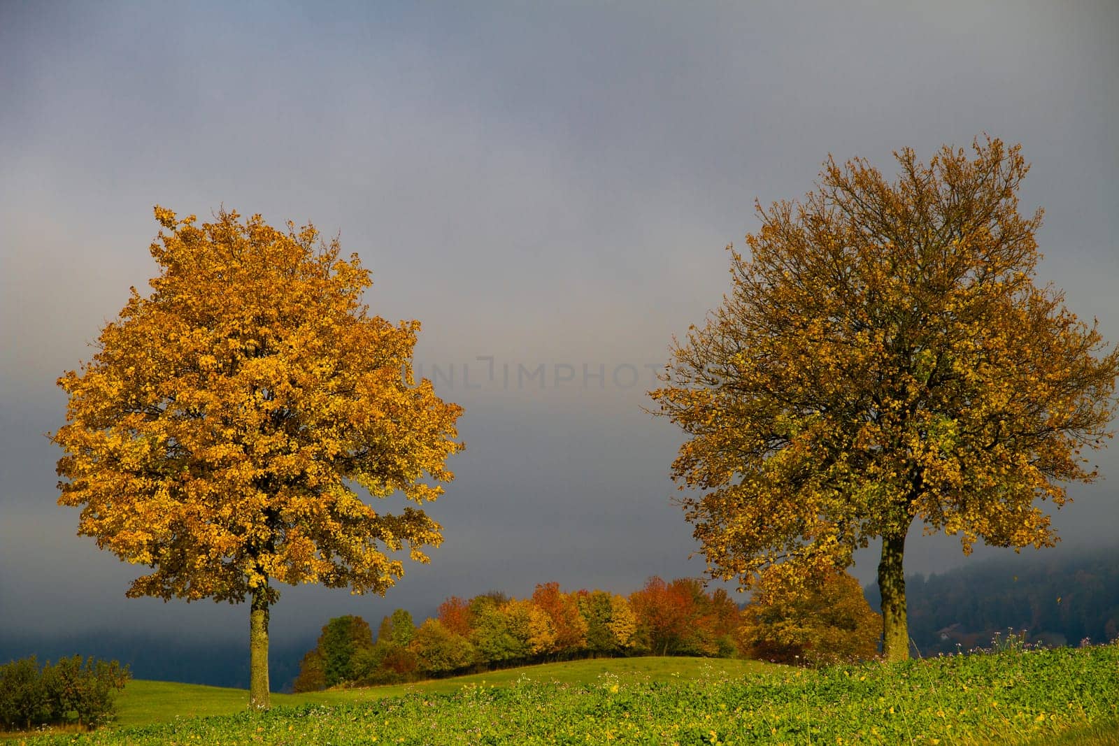 Autumn light