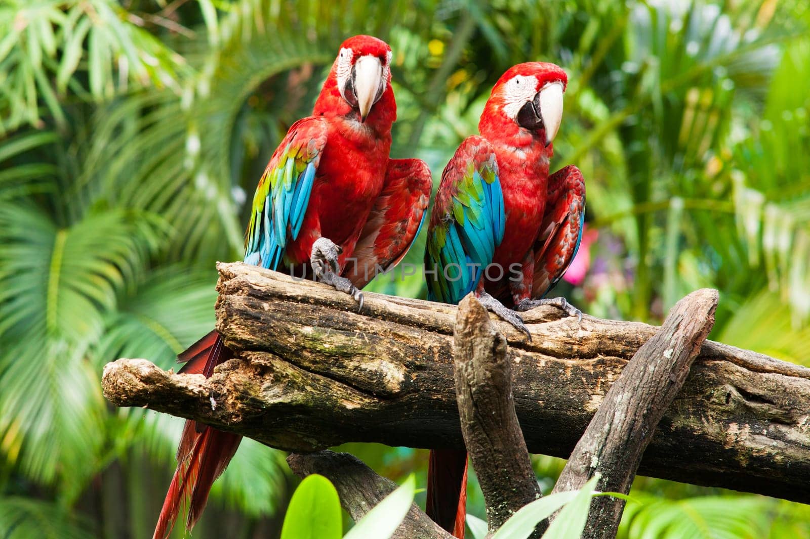 Parrot,exotic bird in tropical environment