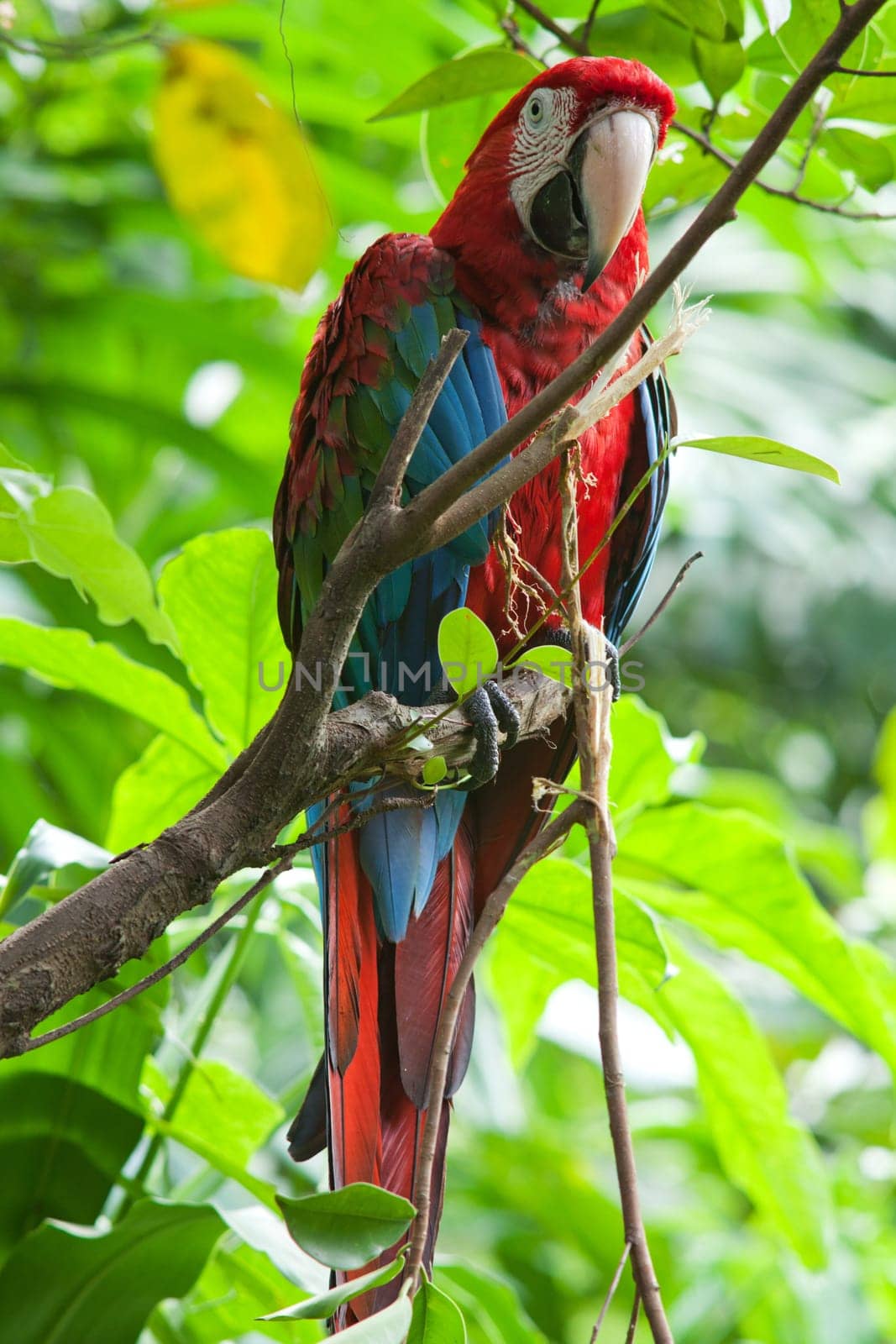 Parrot,tropical bird in nature