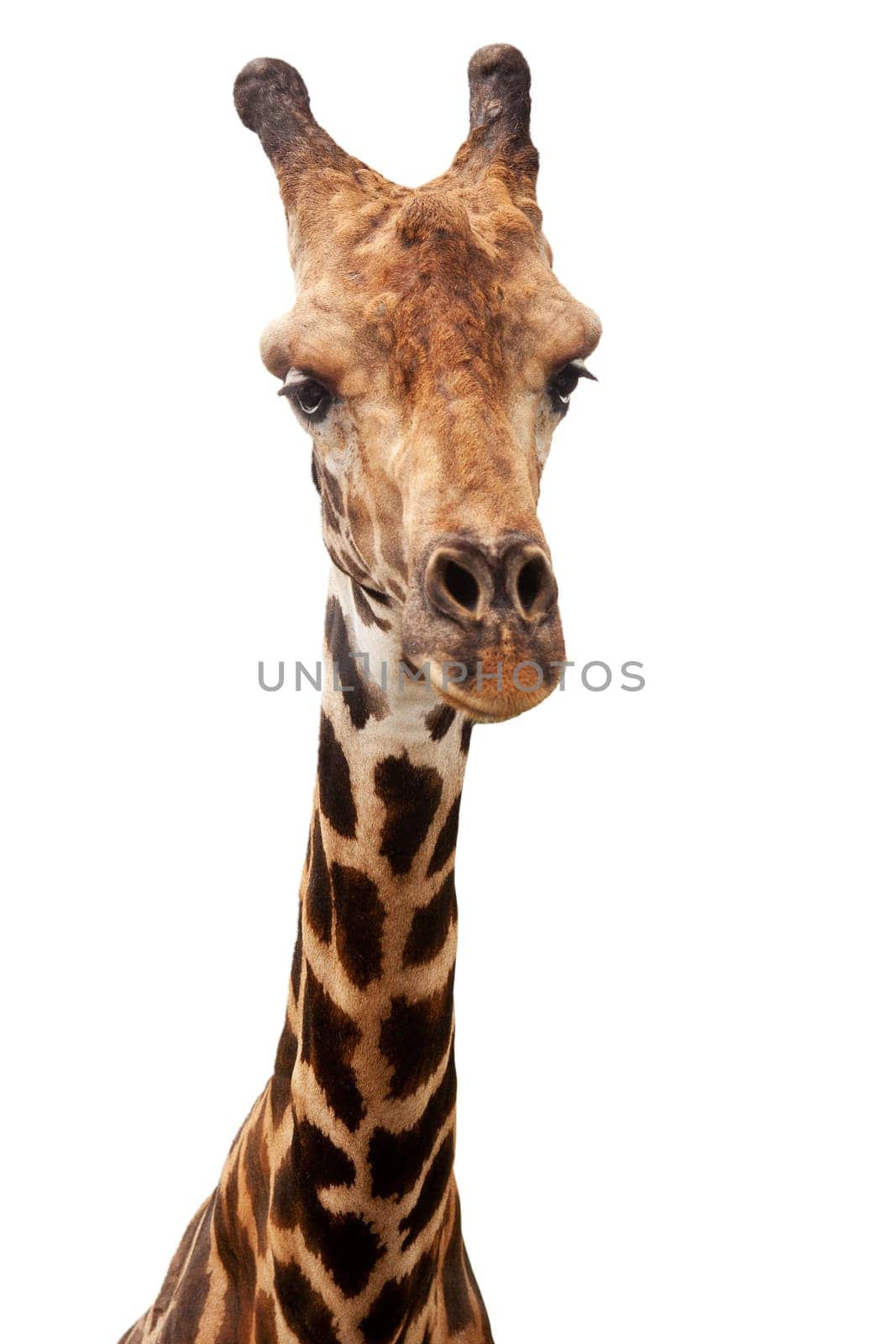 Giraffe isolated against white background,portrait of head and neck