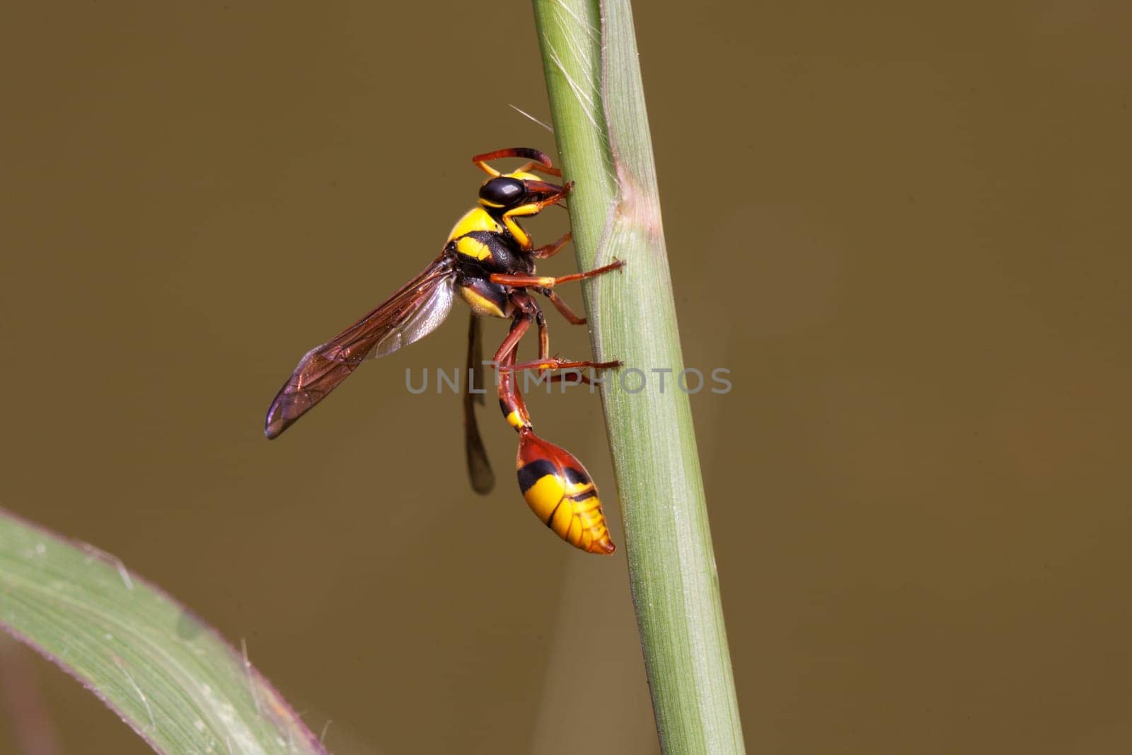 Wasp,close-up of insect in nature
