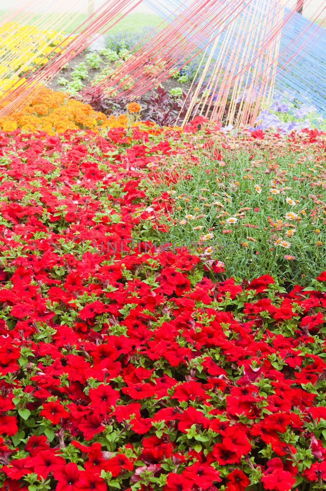 Background from beautiful red flowers