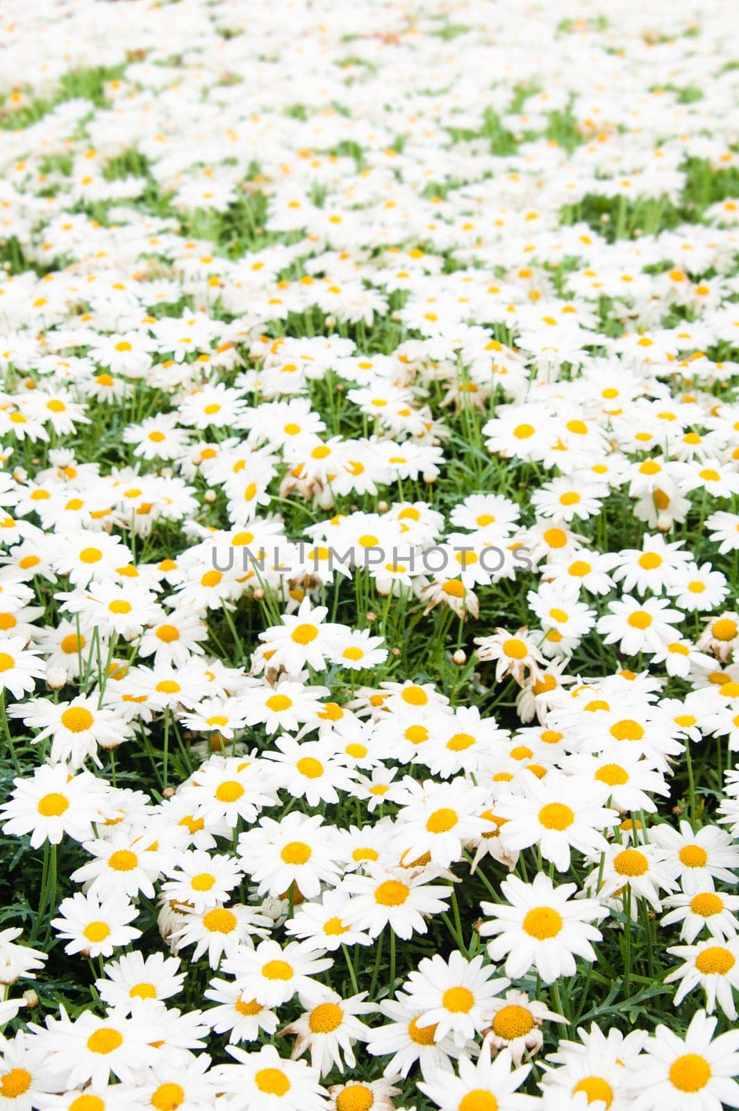 Background from beautiful white camomiles