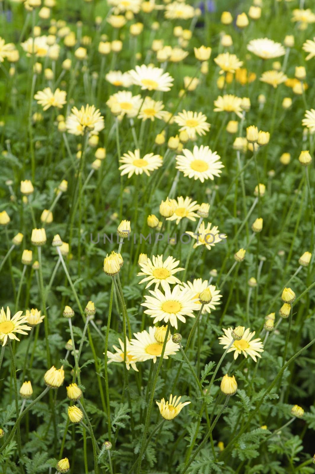 beautiful flowers in the garden, close-up