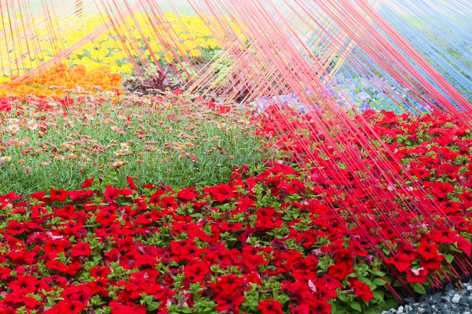 Background from beautiful red flowers