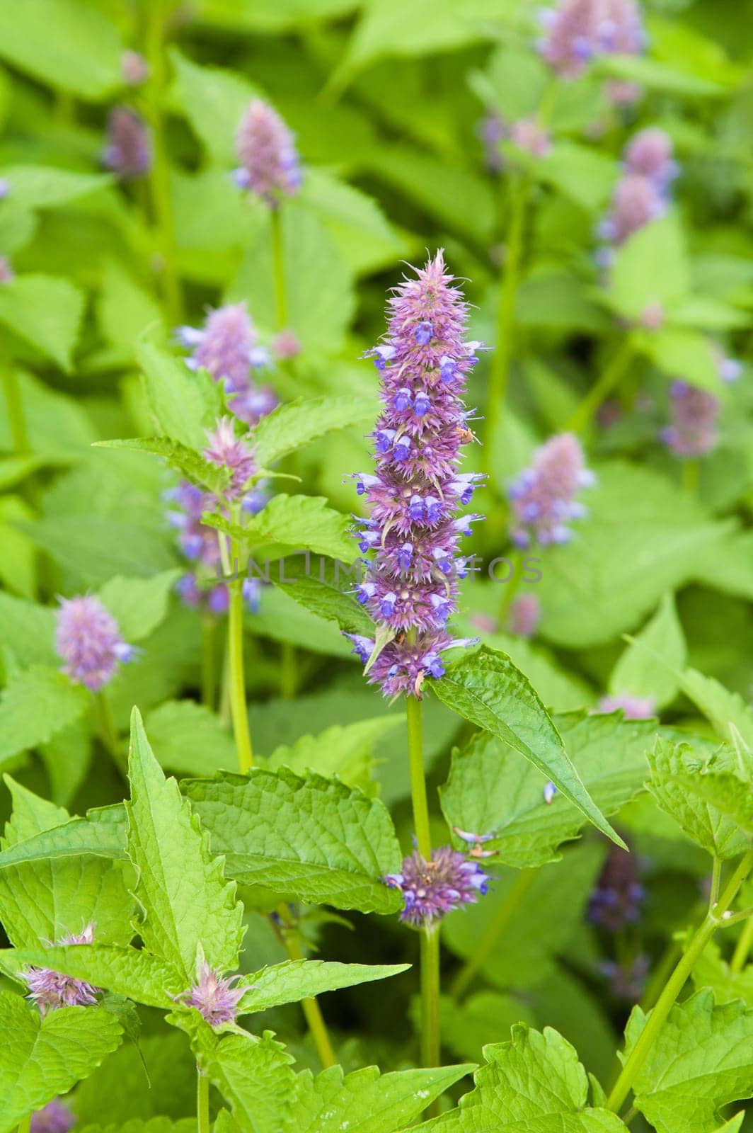 beautiful flowers in the garden, close-up