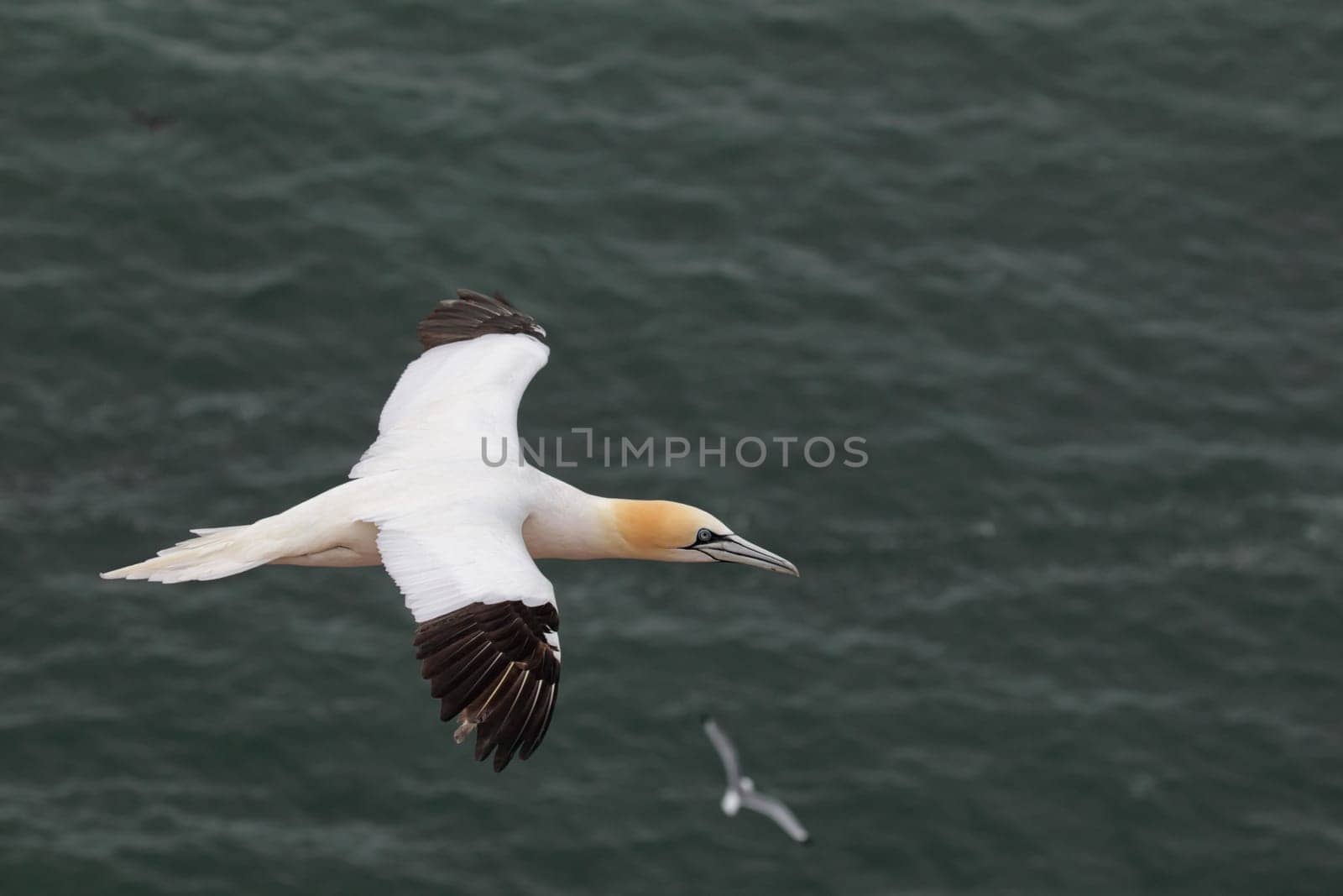 Gannet (Morus bassanus) in flight on Heligoland.