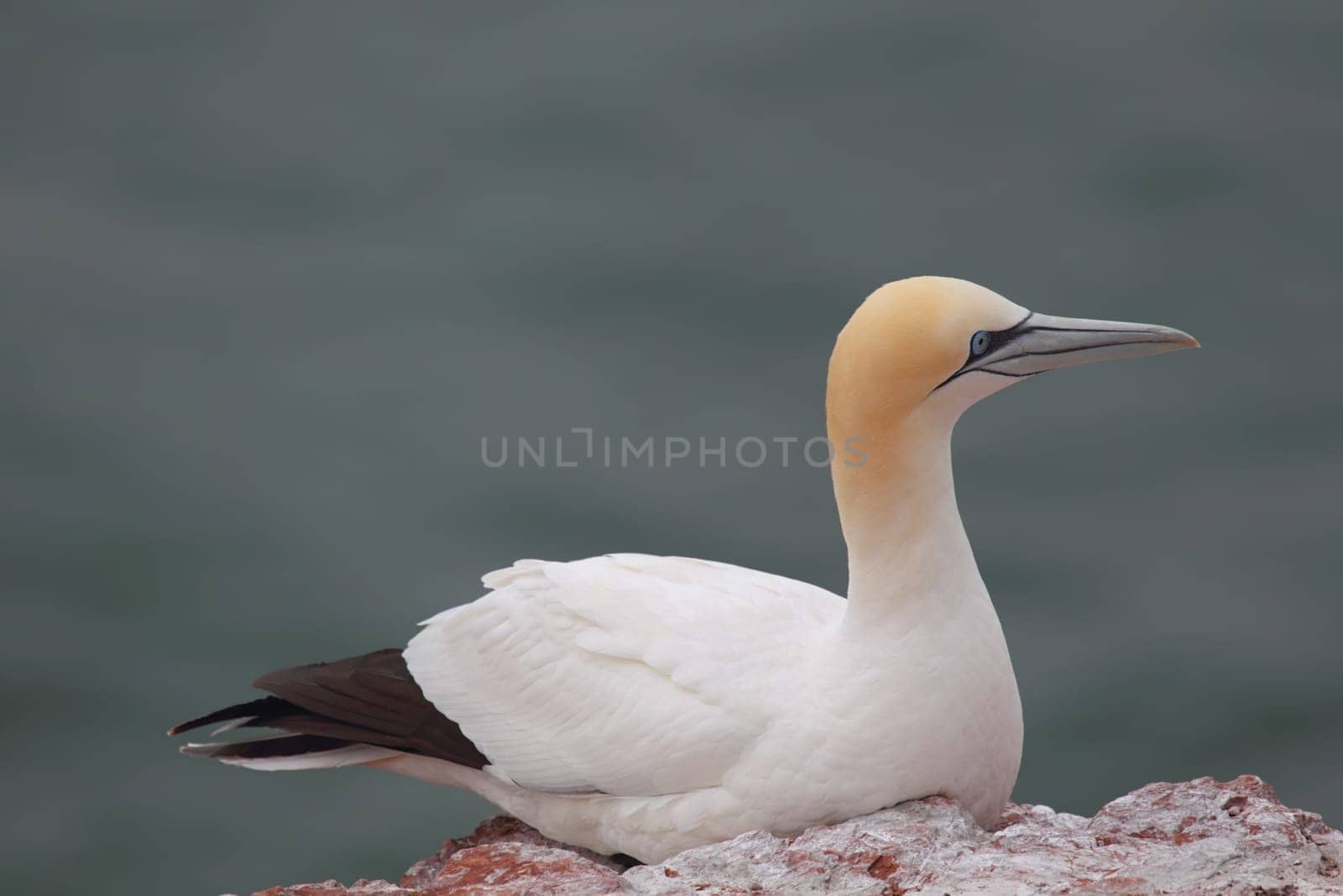 Gannet (Morus bassanus) on Heligoland.