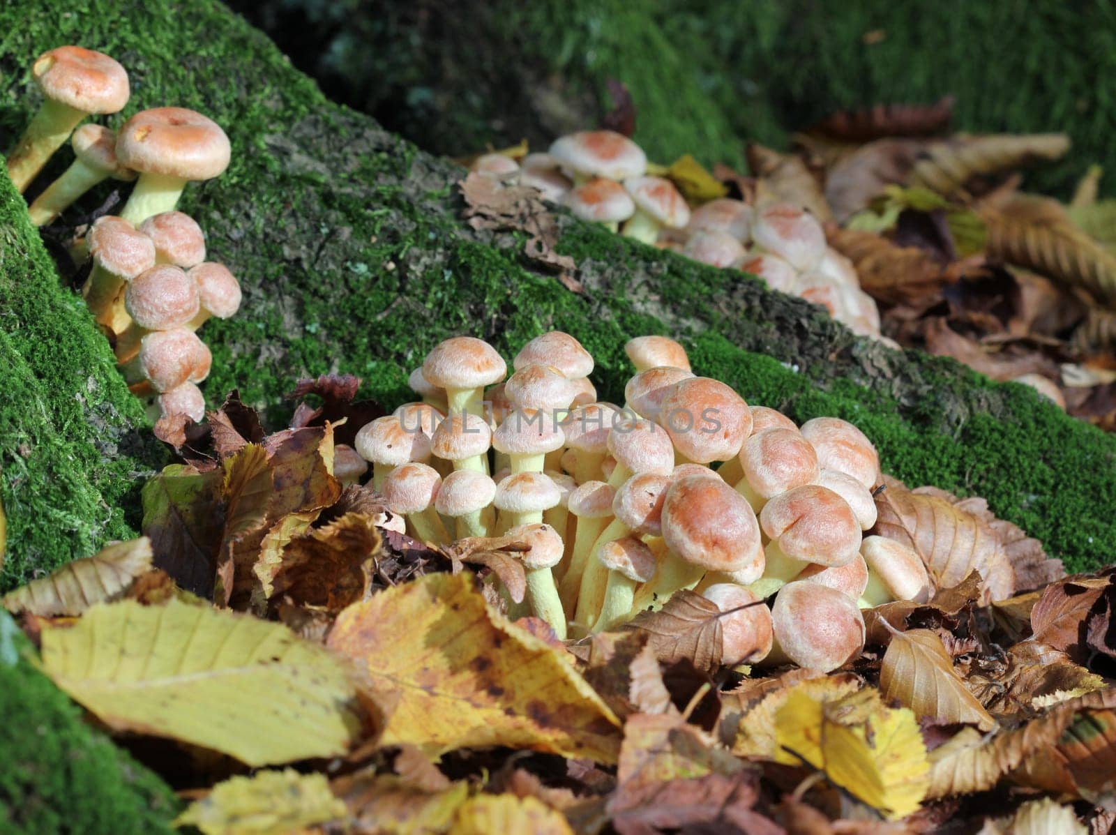 Brick-red sulphur head (Hypholoma lateritium)
