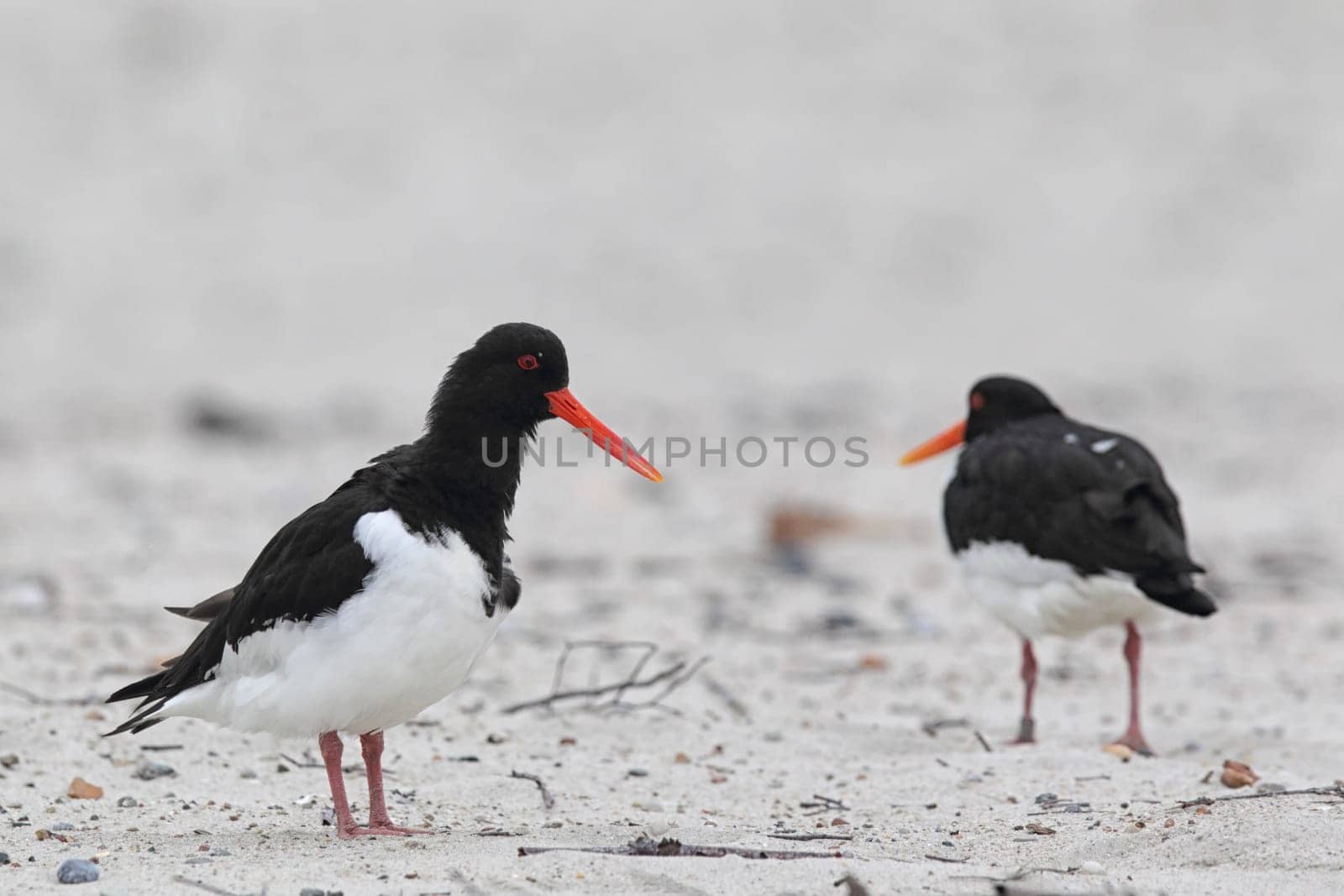 Oystercatcher (Haematopus ostralegus) on Heligoland.