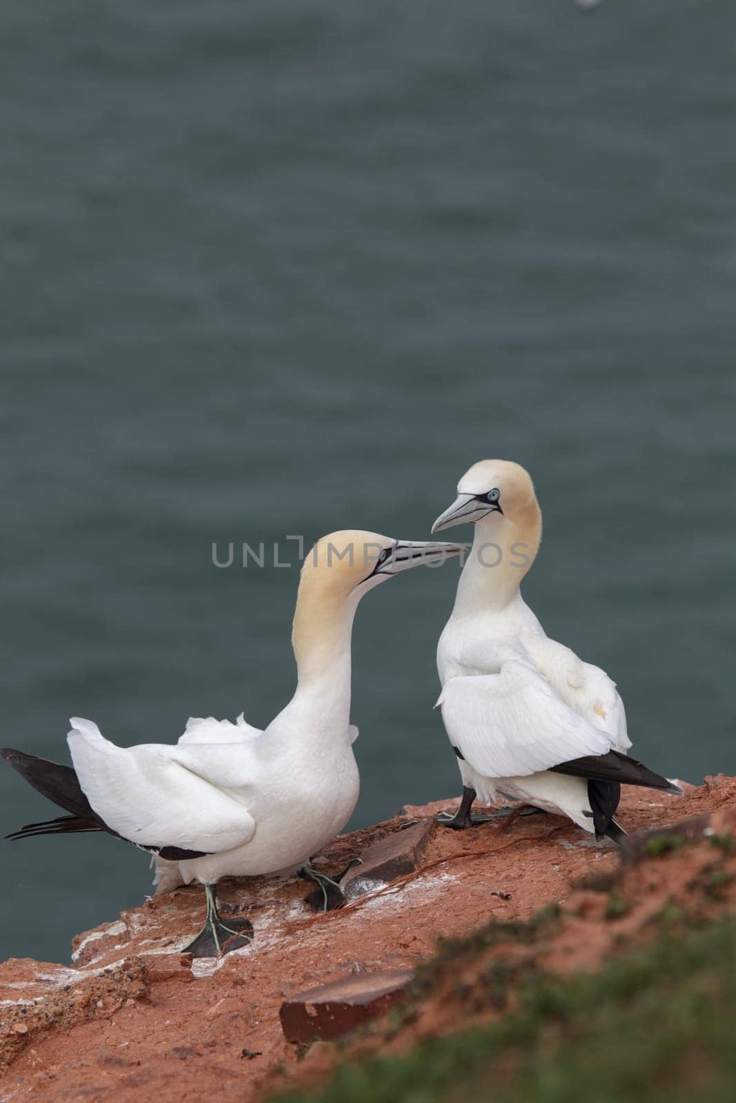 Gannet (Morus bassanus) on Heligoland.