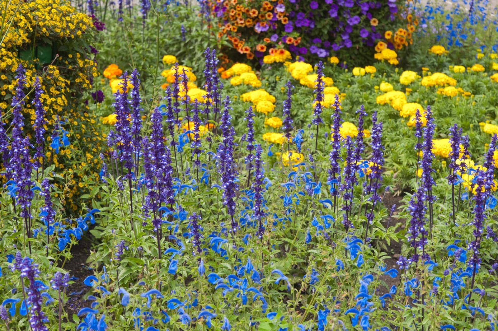 beautiful flowers in the garden, close-up