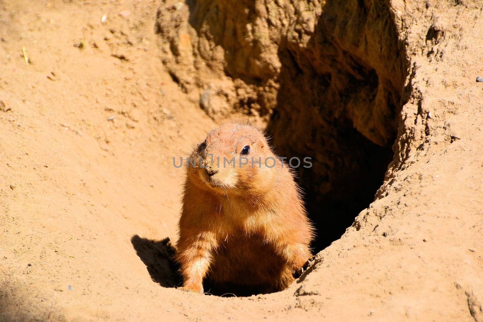 Präriehund