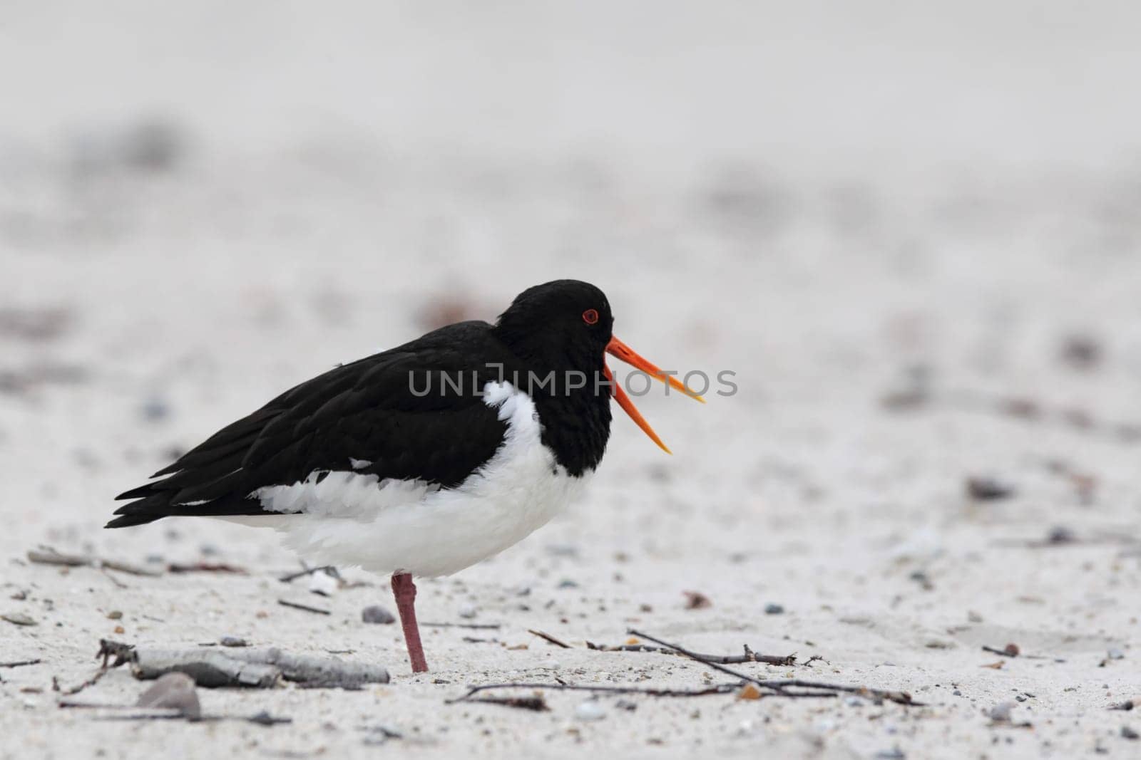 Oystercatcher (Haematopus ostralegus) on Heligoland.