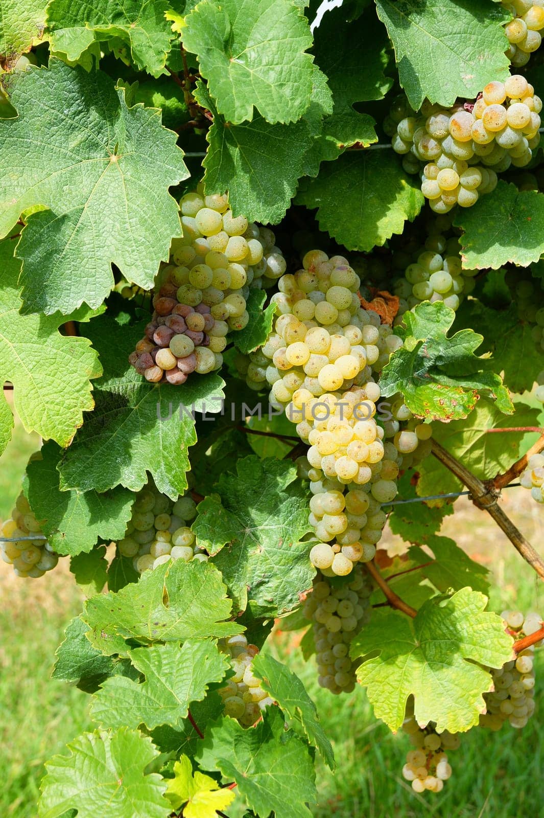 Vines