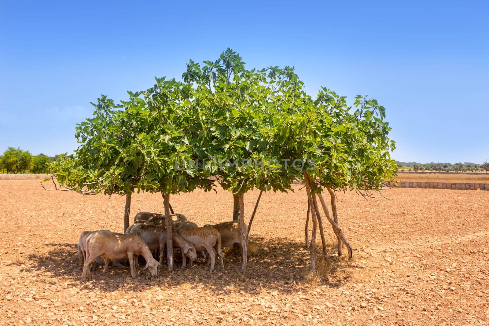 flock of sheep under fig tree shadow on summer hot day in forentera