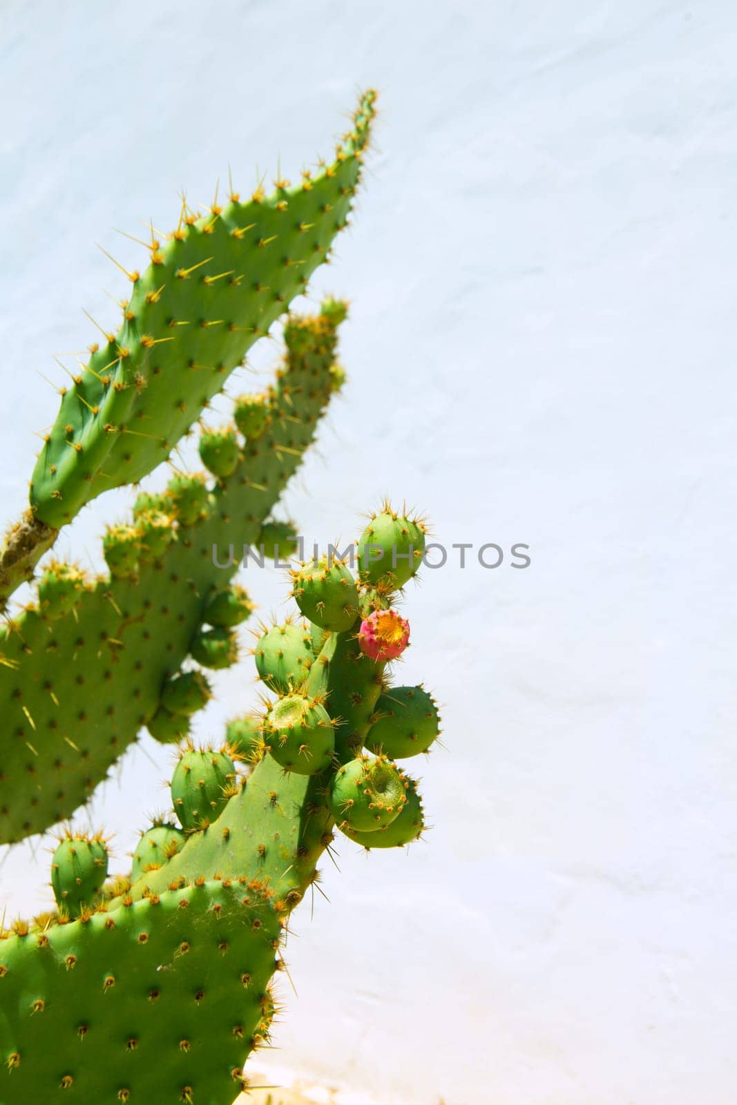 chumbera nopal prickly pear fruits plant