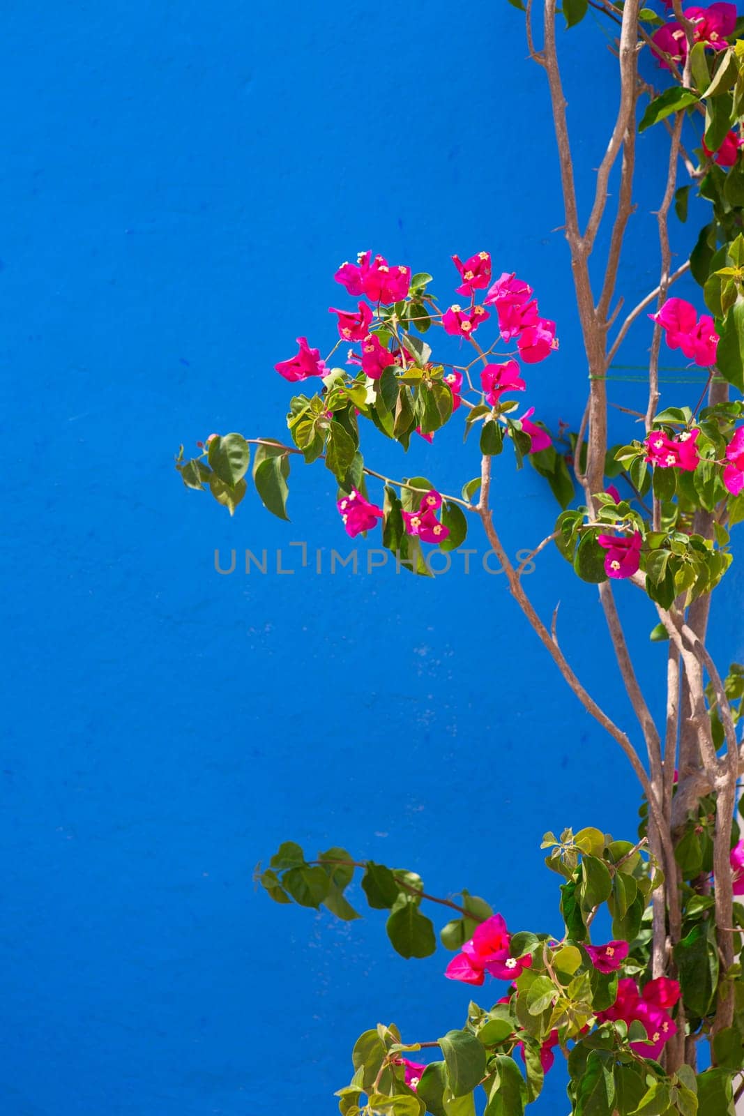 Bougainvillea pink flowers on mediterranean blue wall