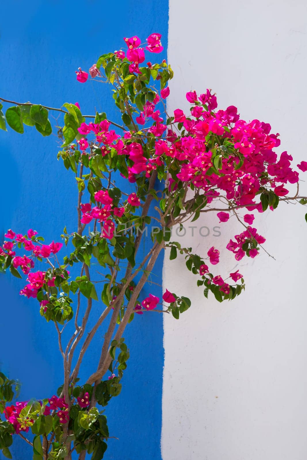 Bougainvillea pink flowers on mediterranean blue wall