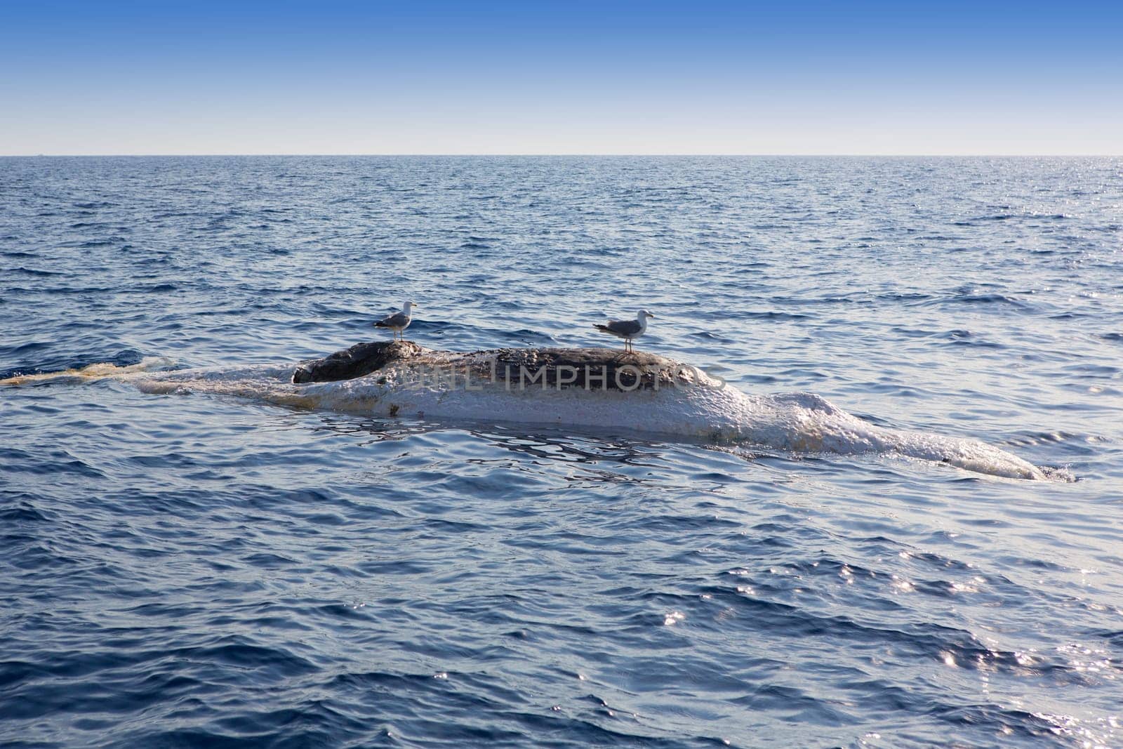 Dead whale upside down floating in ocean sea with seagulls over